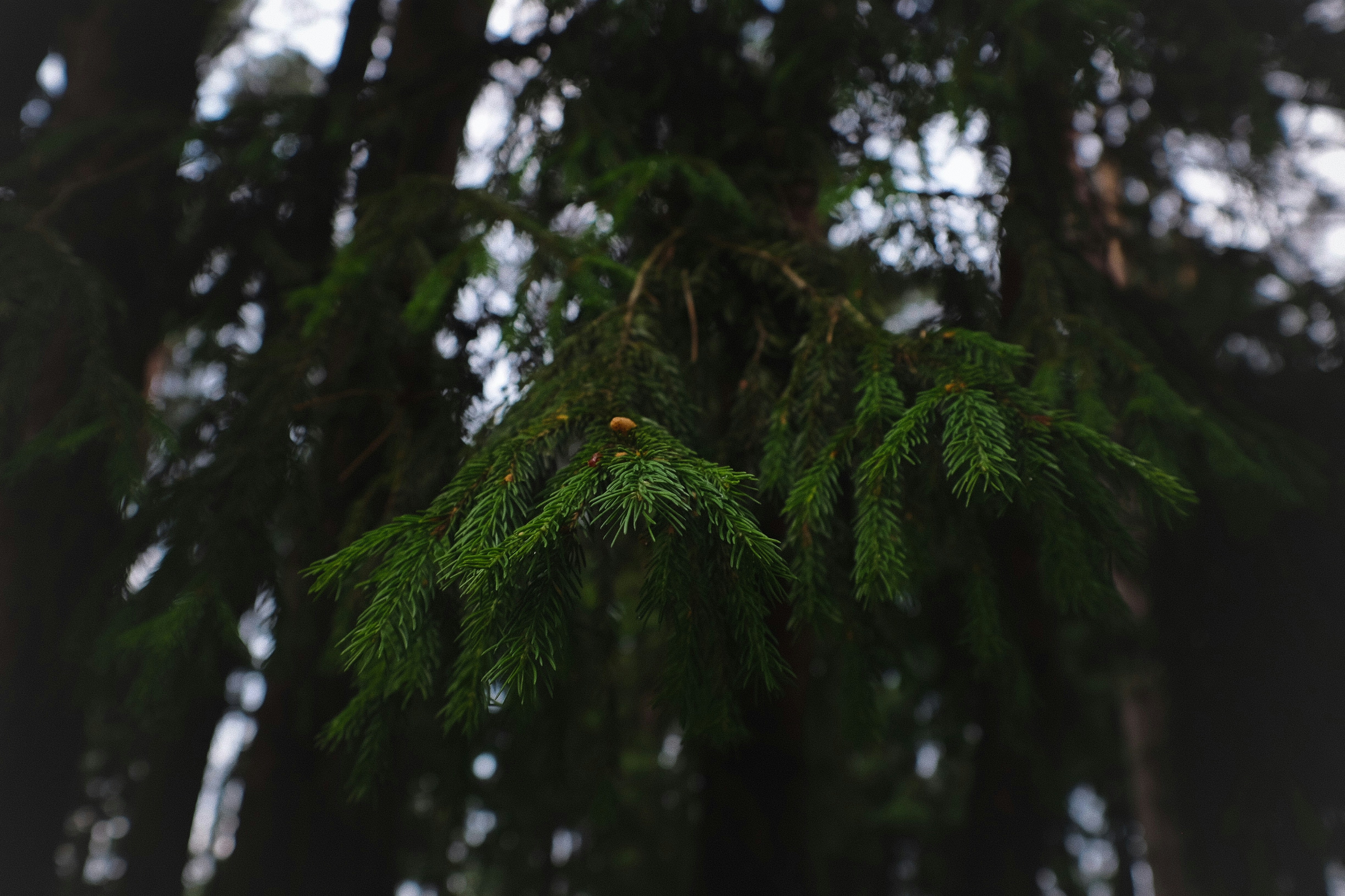 Photo by kirillpershin