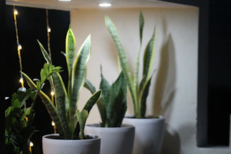 Plants in pots are illuminated by a light.