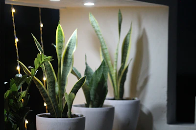 Plants in pots are illuminated by a light.