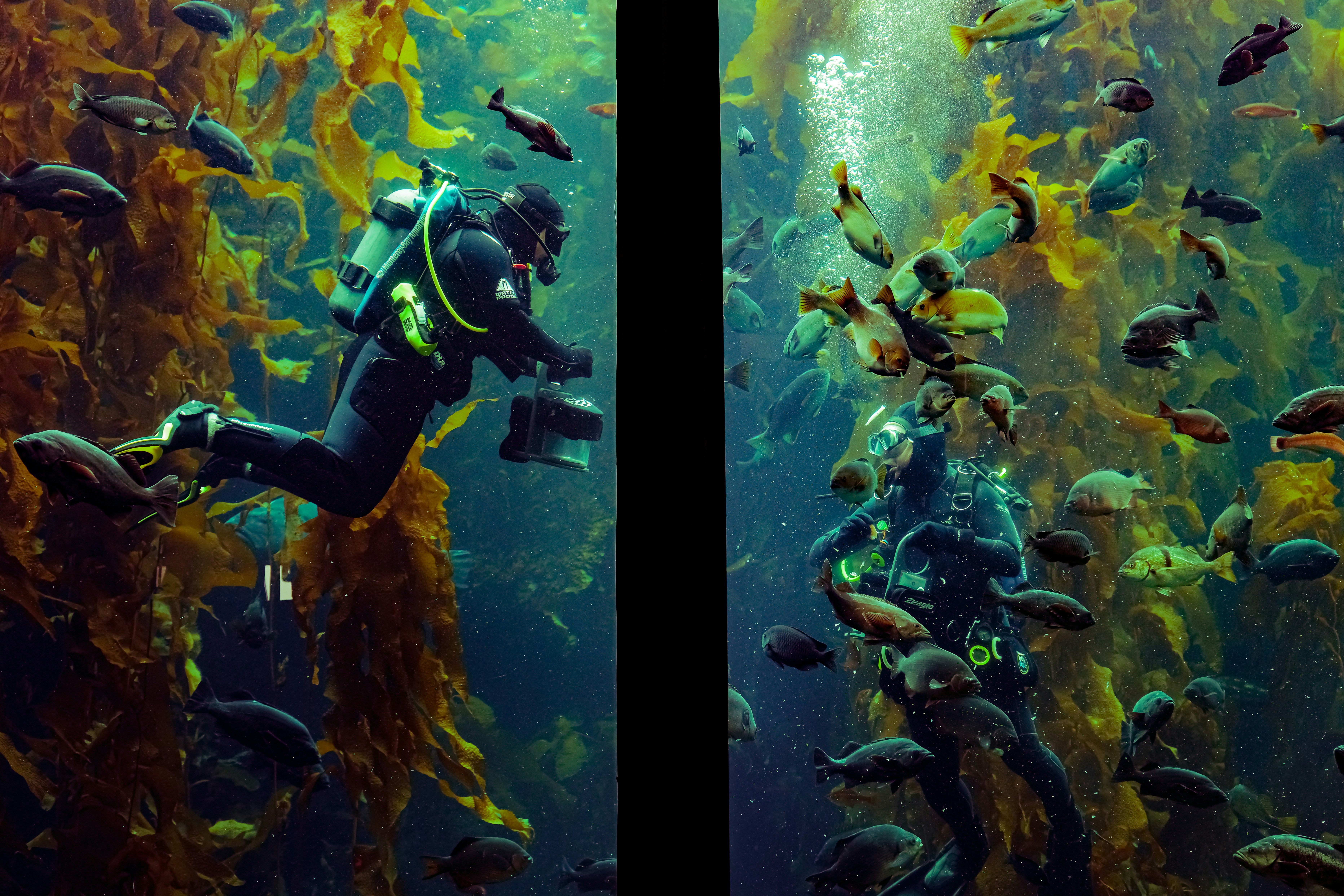 Divers explore underwater life amidst fish.