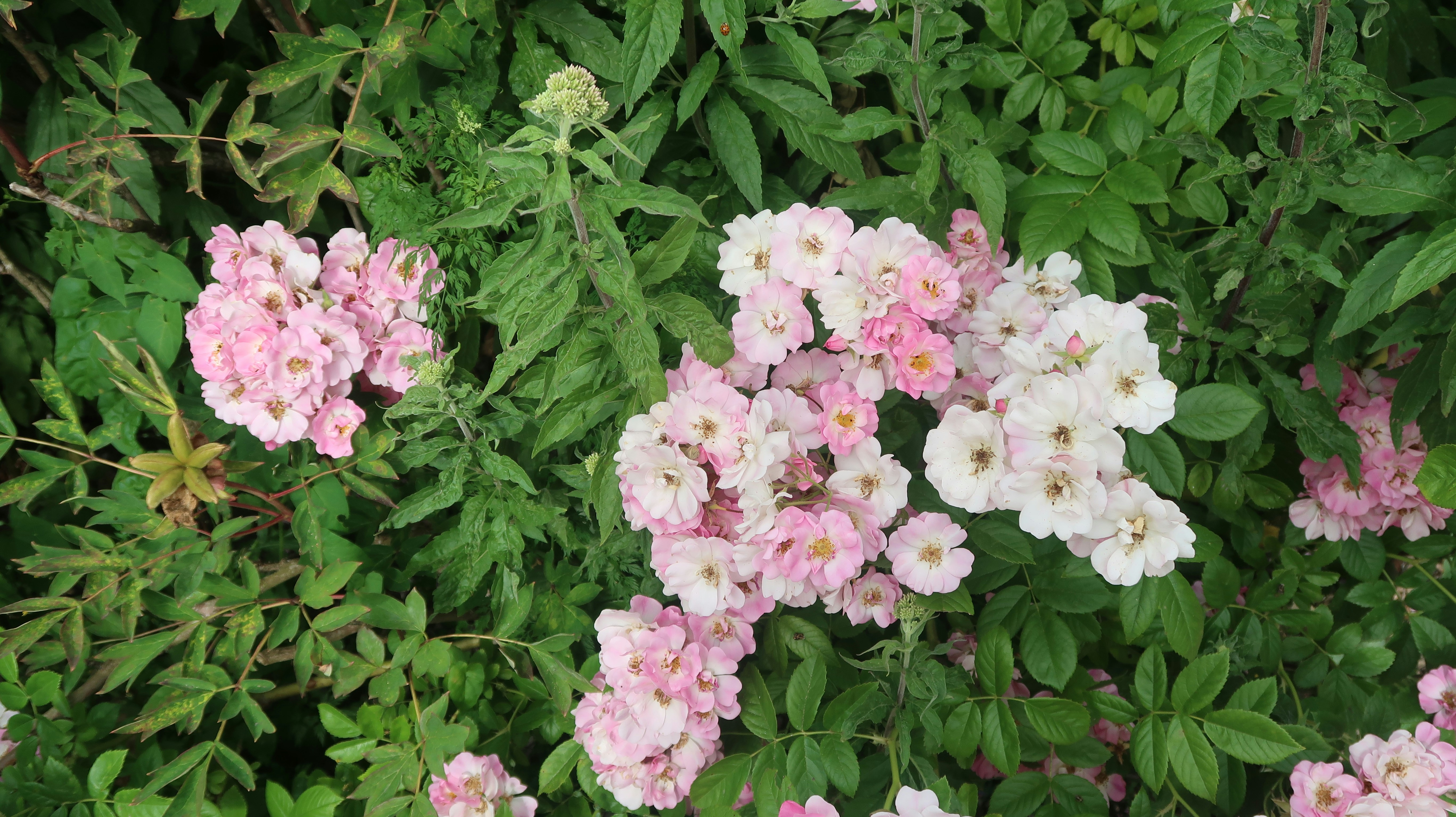 Photo by tanyabarrow