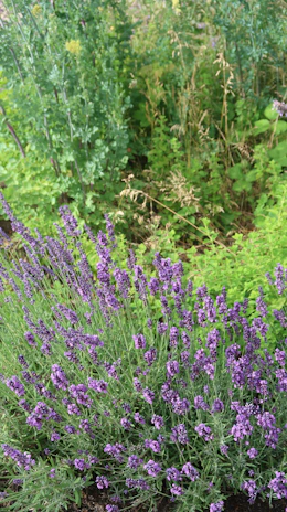 Lavender blossoms in a colorful garden.