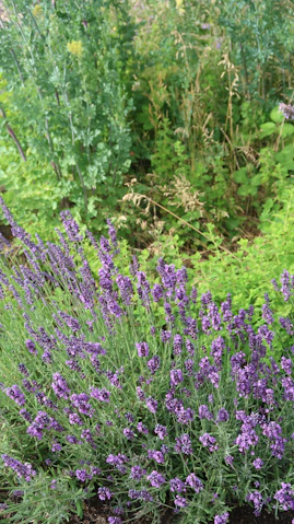 Lavender blossoms in a colorful garden.