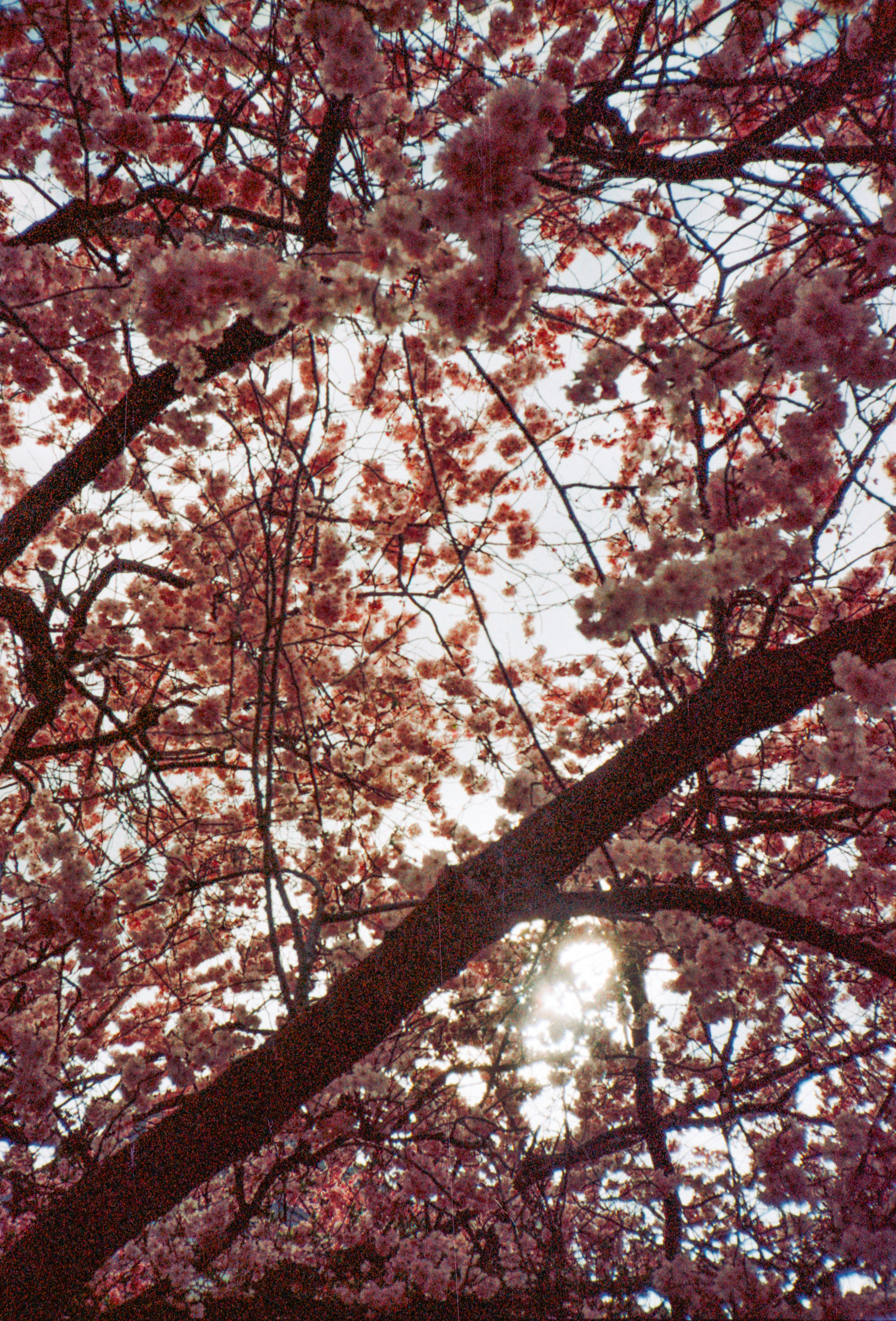 Cherry blossoms bloom under the sun.