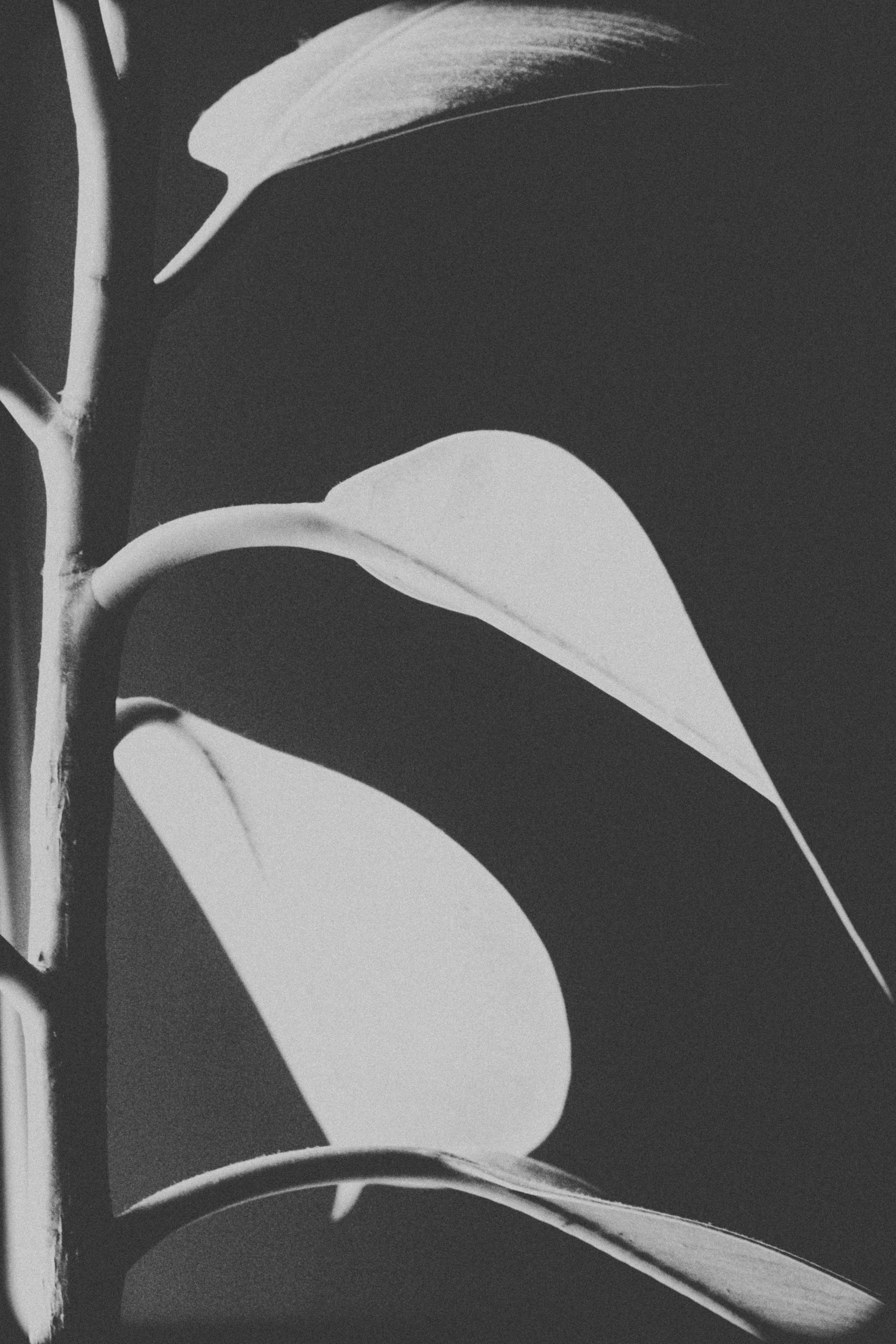 Photo by pixeldebris