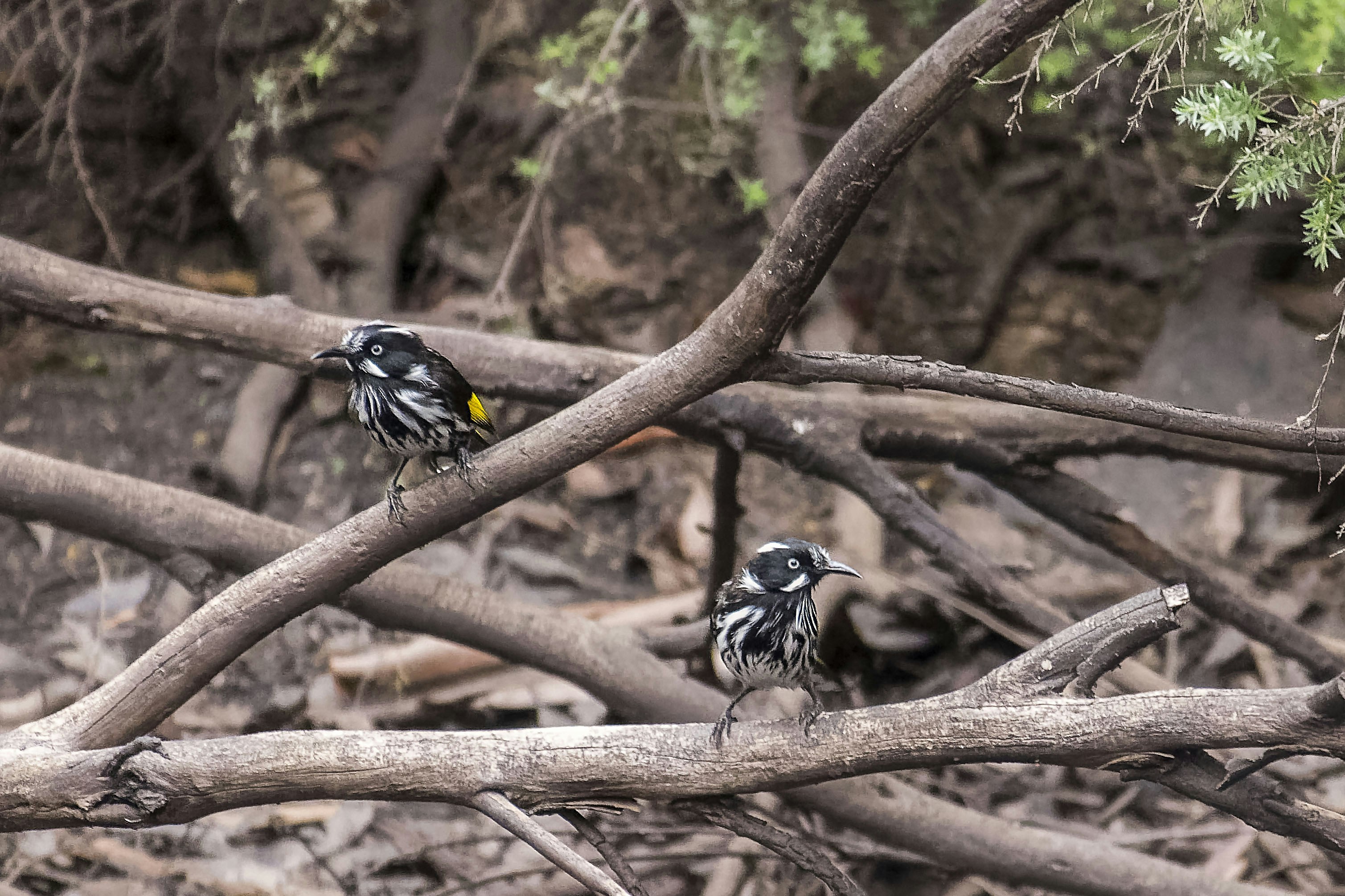 Two birds perch on weathered, wooden branches.