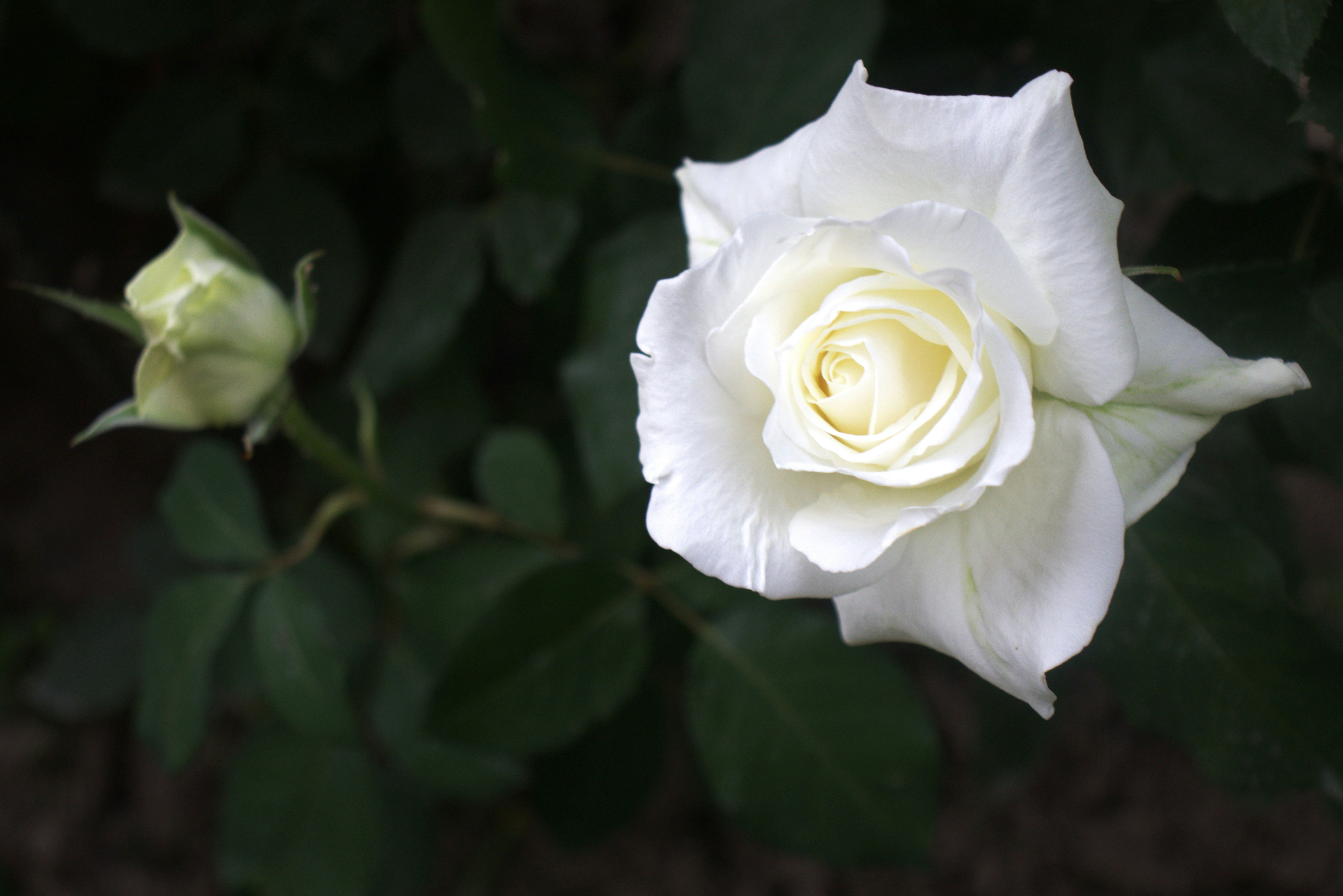 Photo by stasiaspark