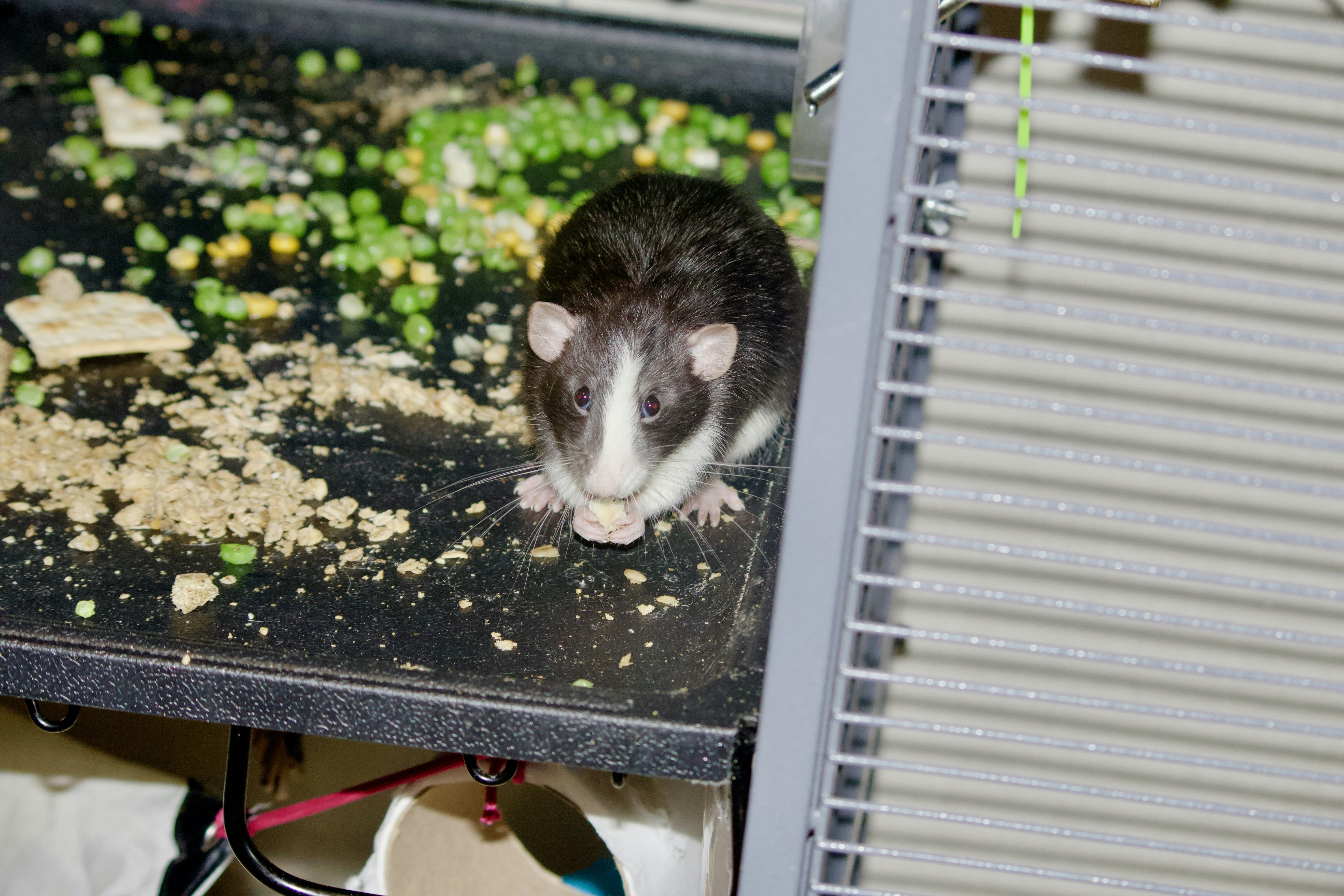 Rats and the Restaurant Task (image credits: unsplash)