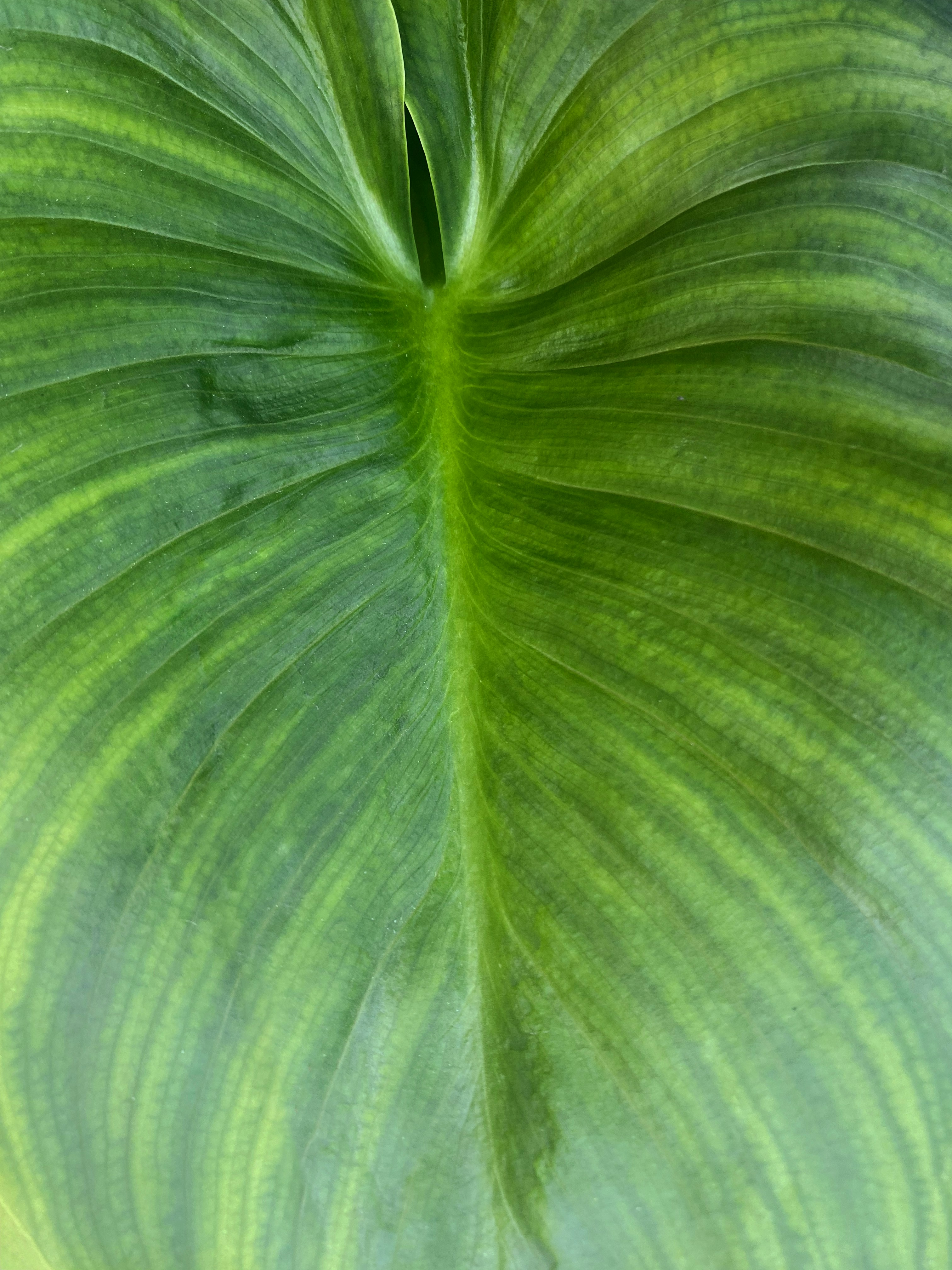 Here's a short caption: a close-up shows a green leaf.
