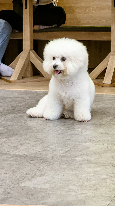 비숑 프리제