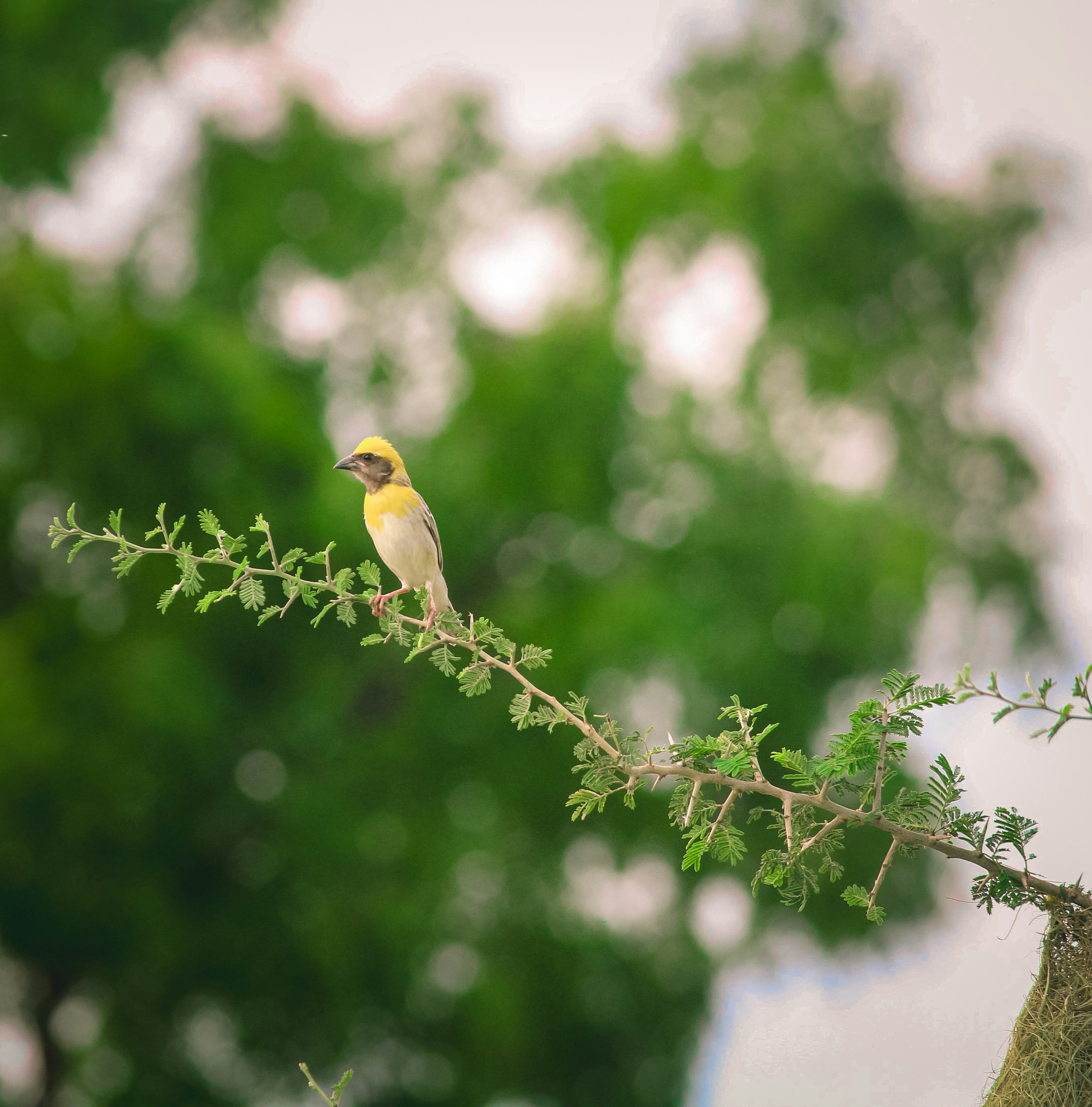 Photo by manjunath_yalam