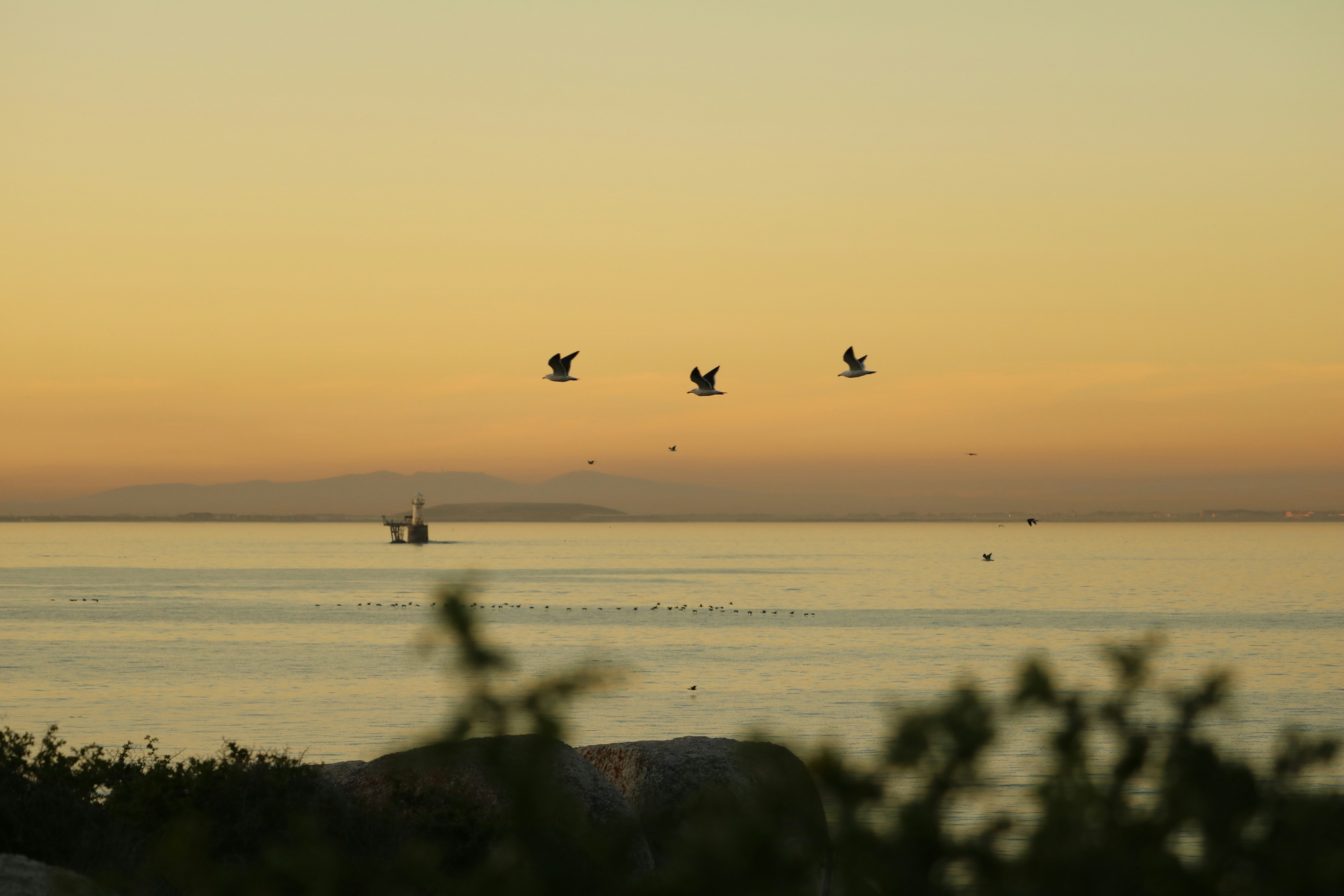 Birds fly over water during sunset.