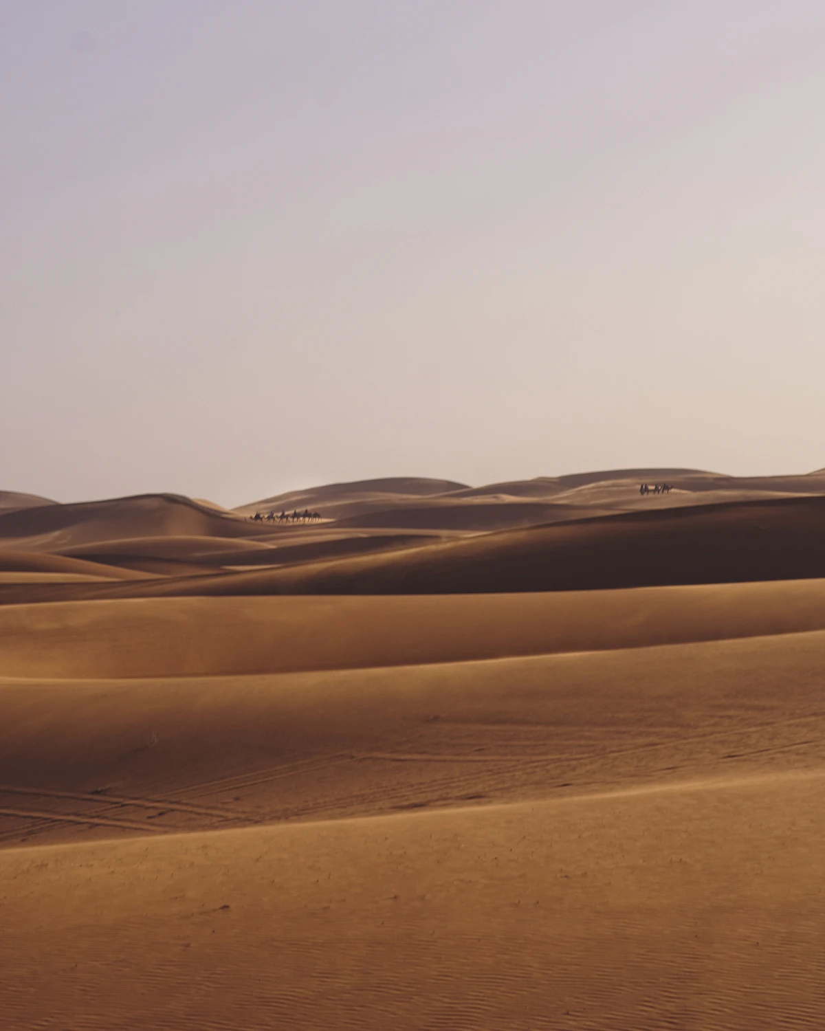 Dunas Sahara al atardecer