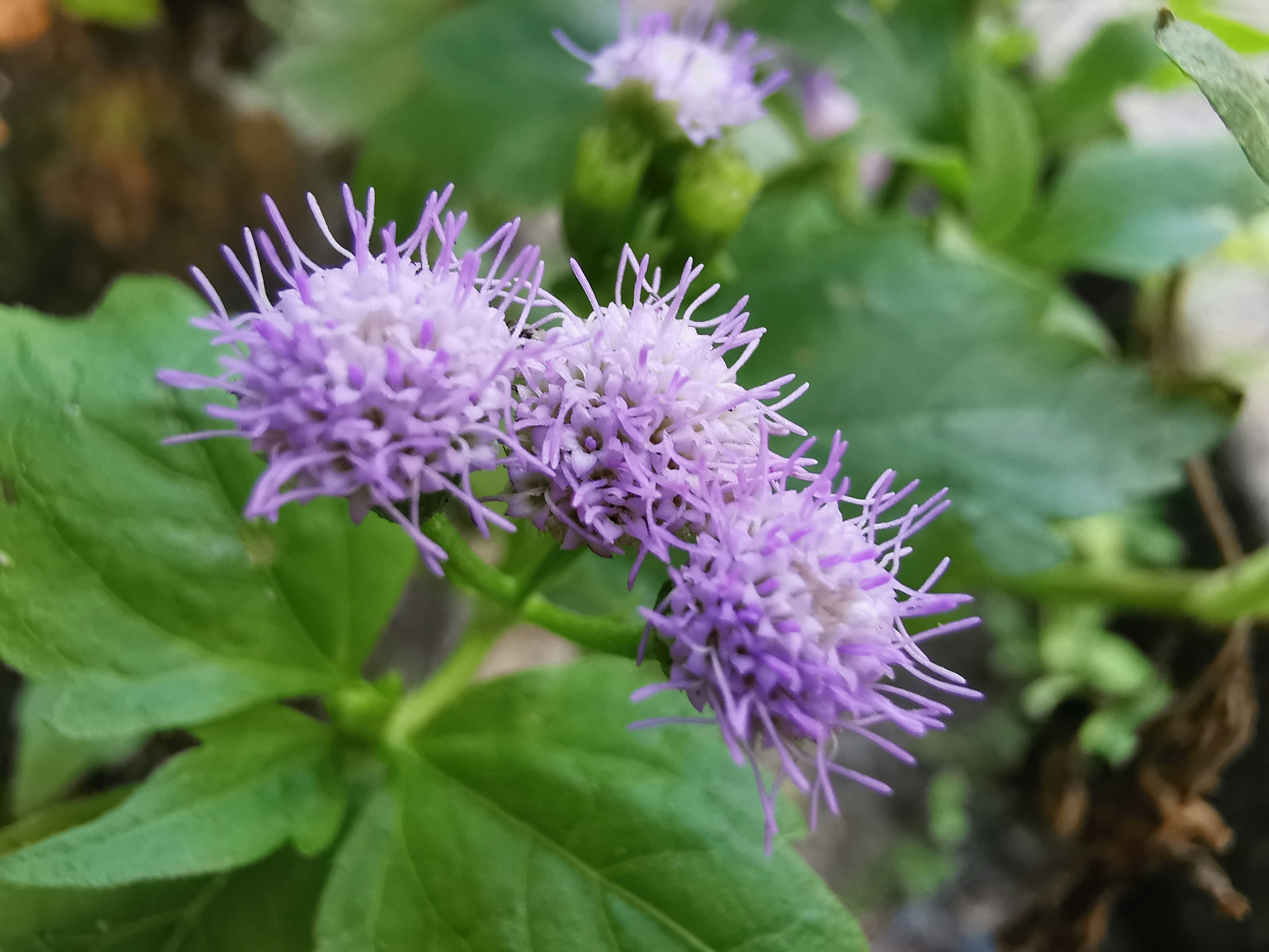 Photo by thoeunratana