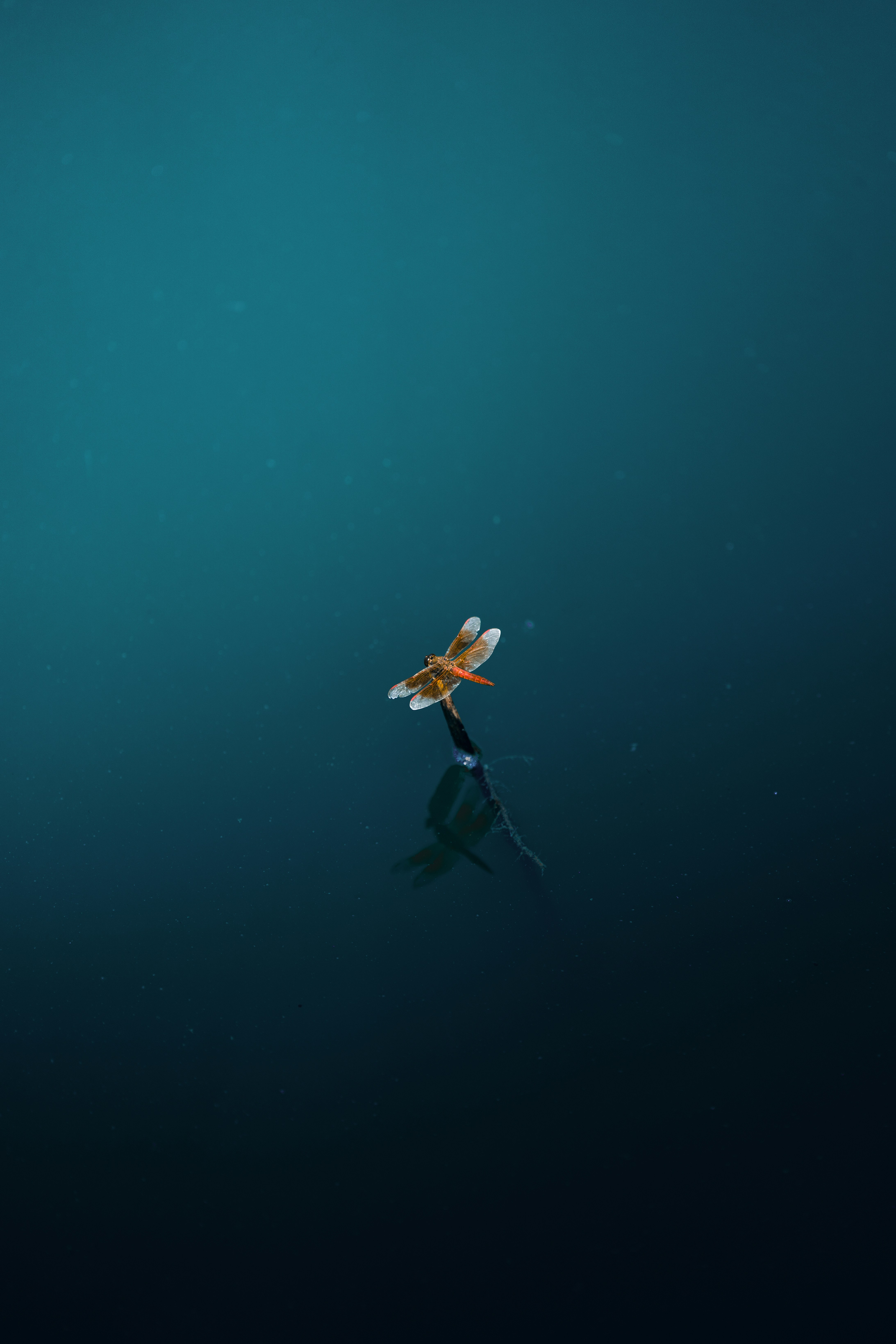 Dragonfly floats on water, creating reflection.