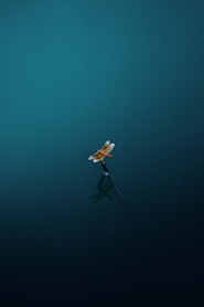 Dragonfly floats on water, creating reflection.