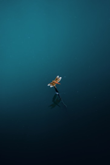 Dragonfly floats on water, creating reflection.