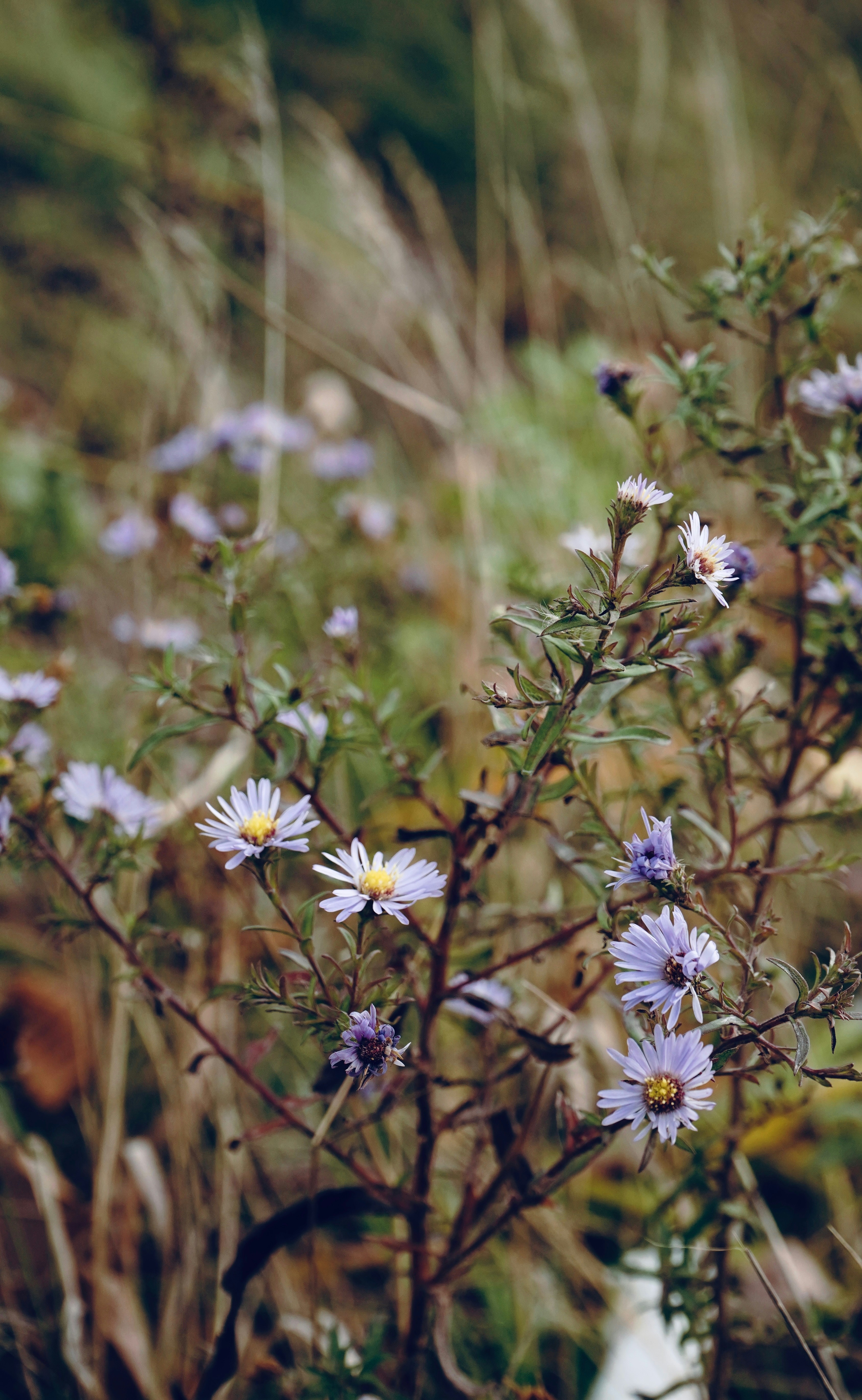 Photo by meetpunjab