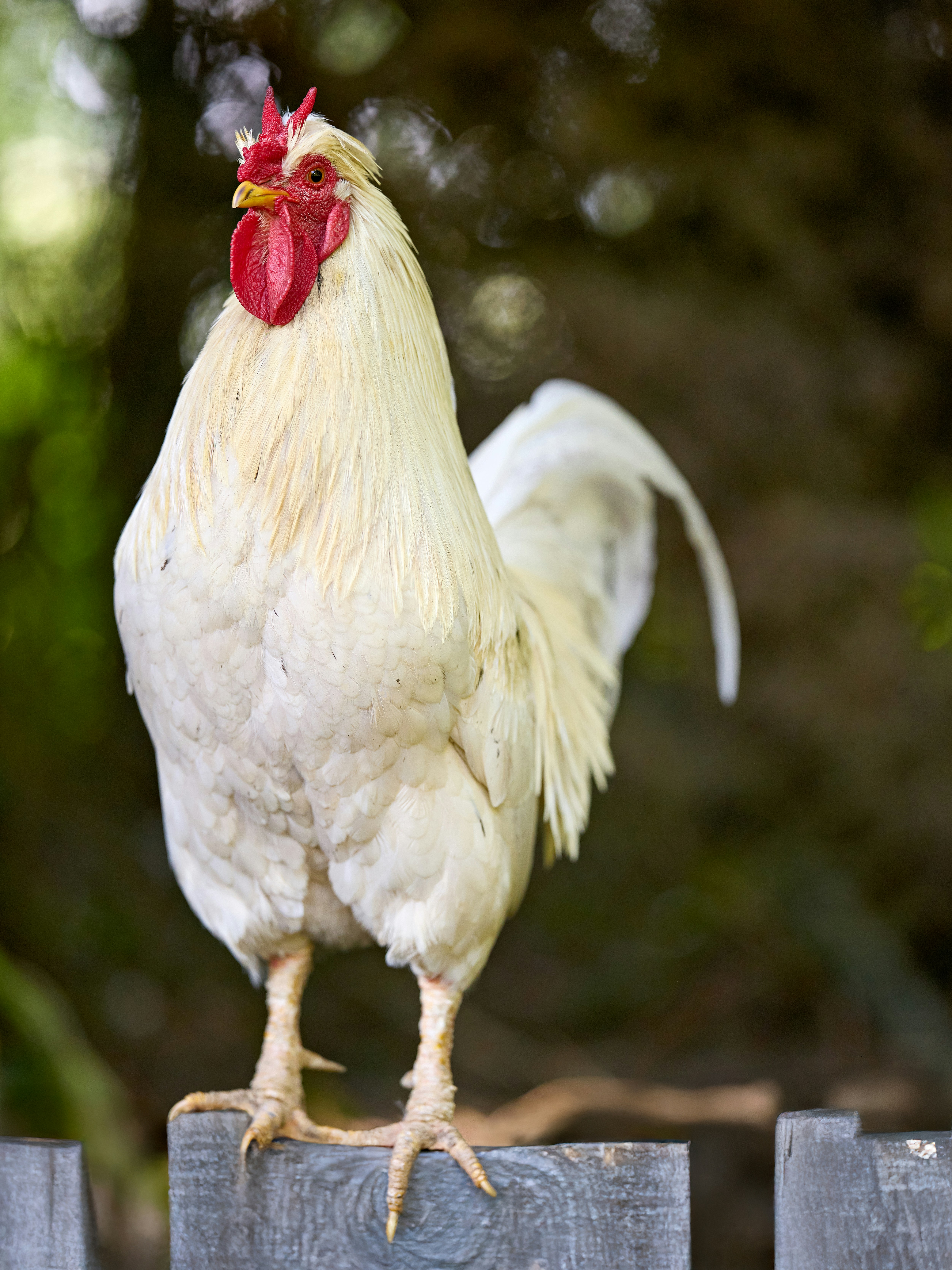 Photo by erwinbosman