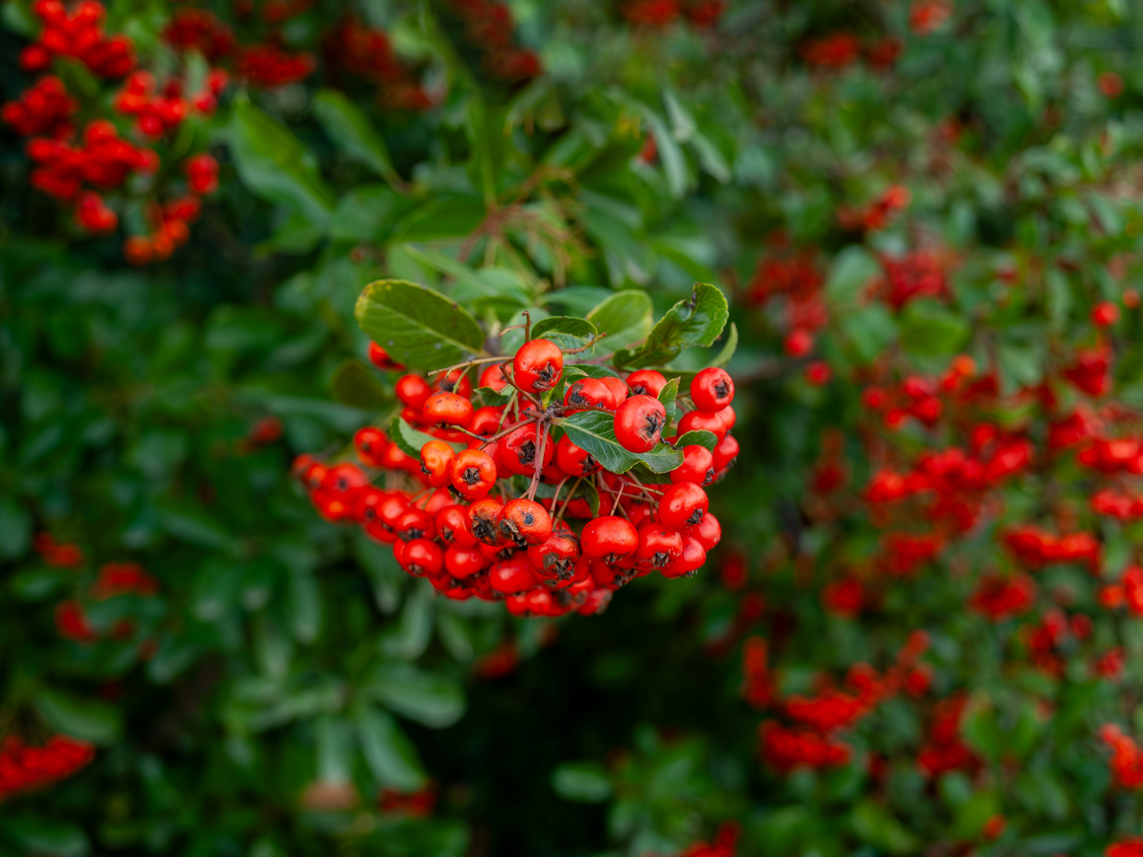 Photo by themrbranoo