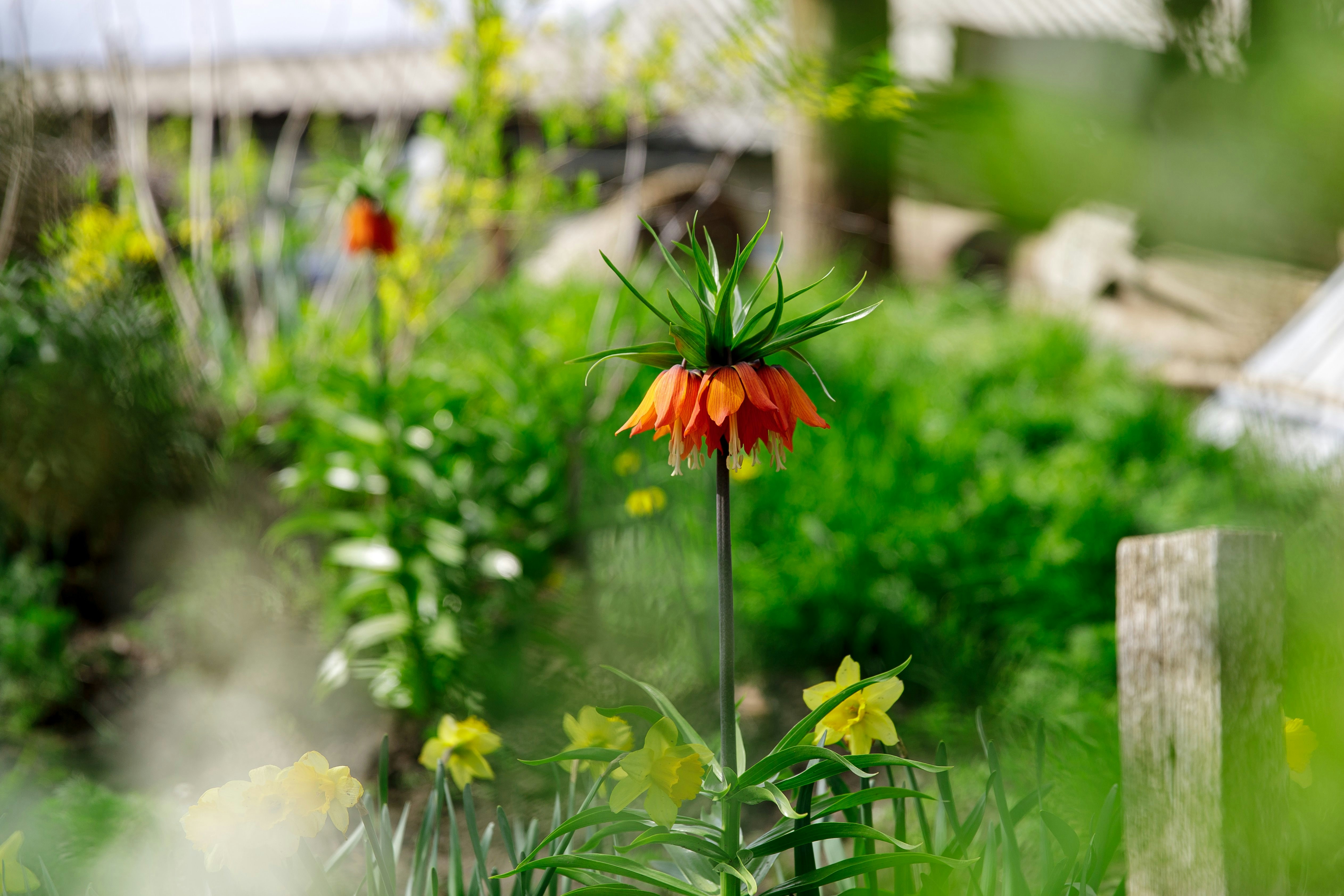 Orange flowers bloom in a lush green garden.