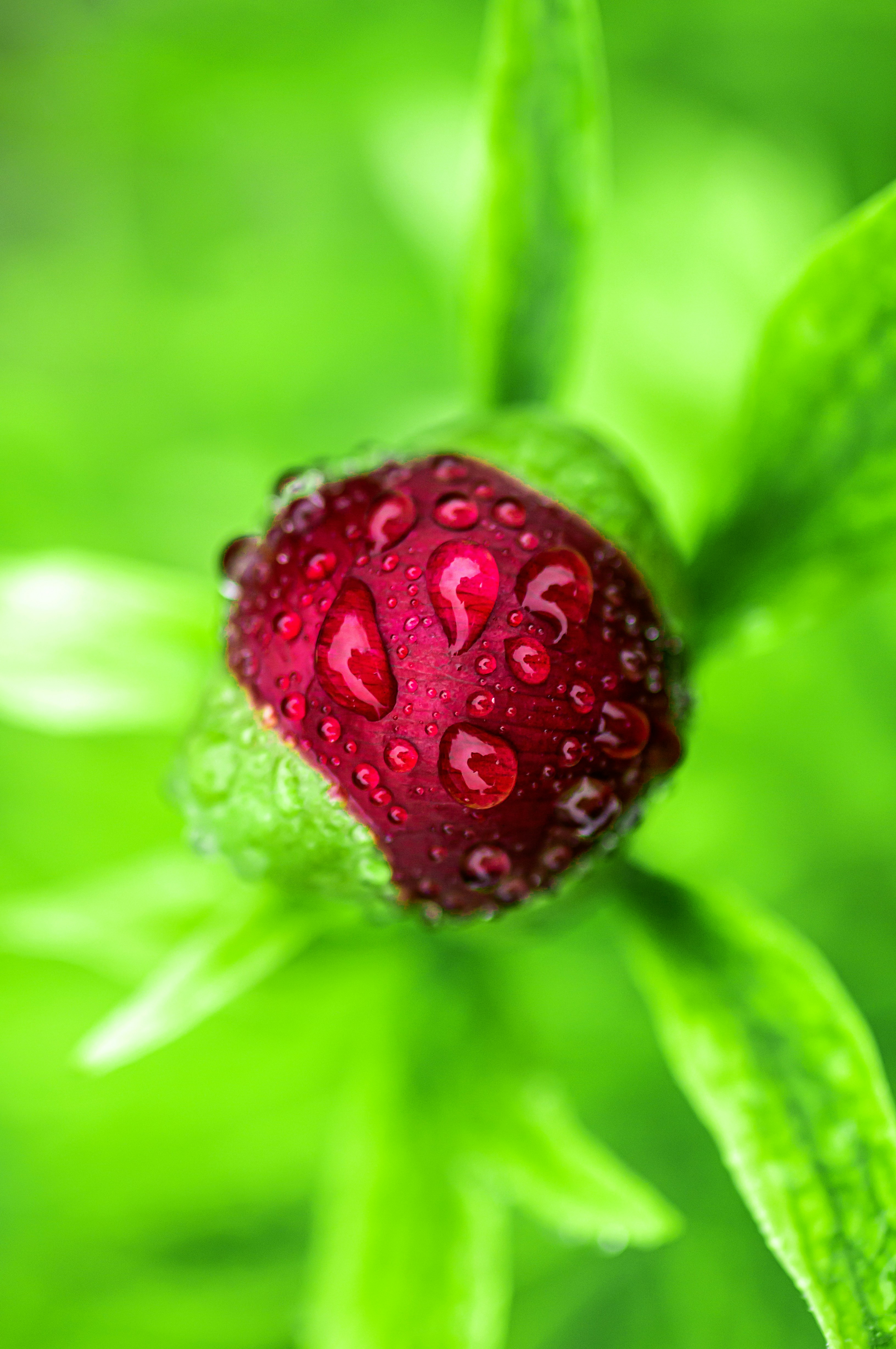 Rote Blütenknospe mit Wassertropfen bedeckt.