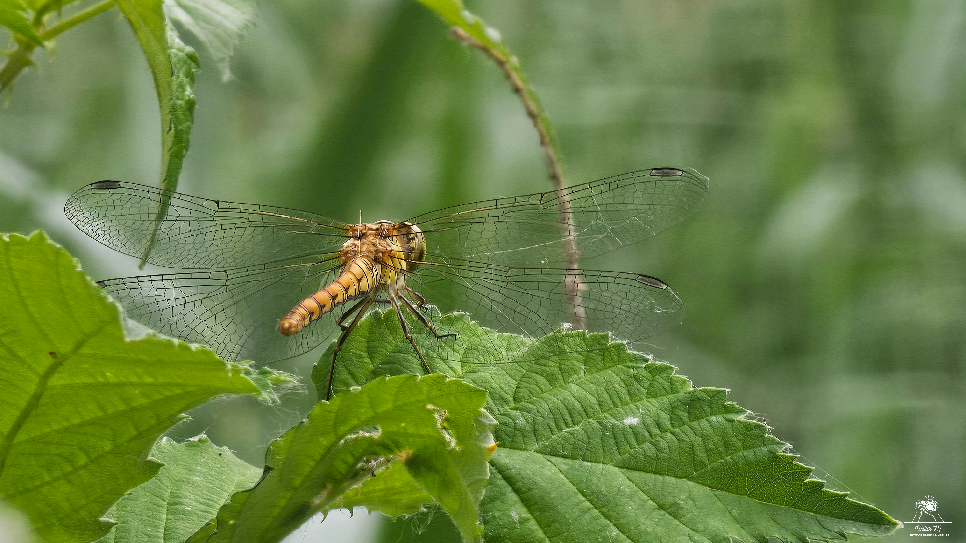 A dragonfly rests on a green leaf.
