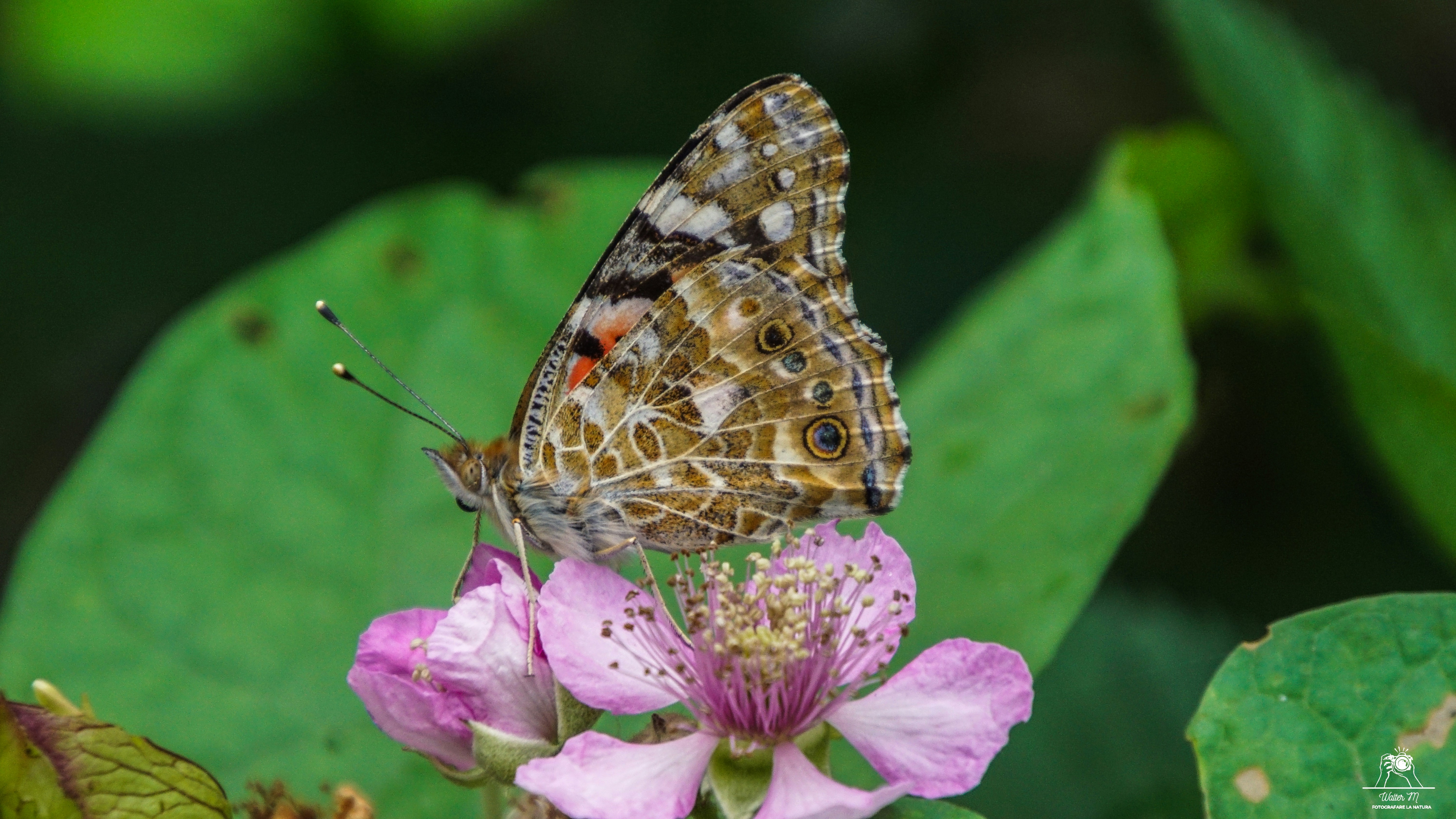 A butterfly rests on a pink flower.