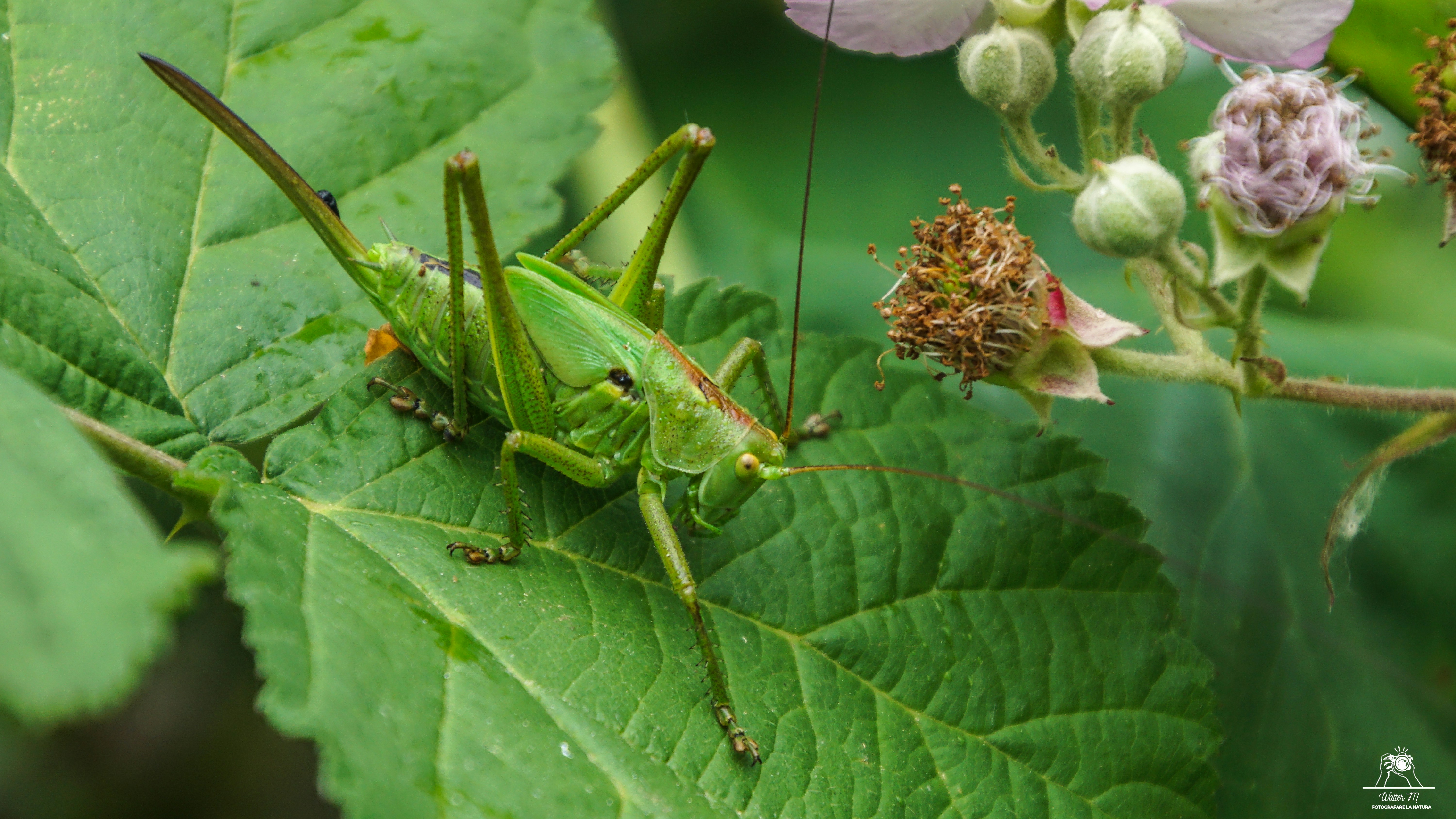 A green grasshopper rests on a leaf.