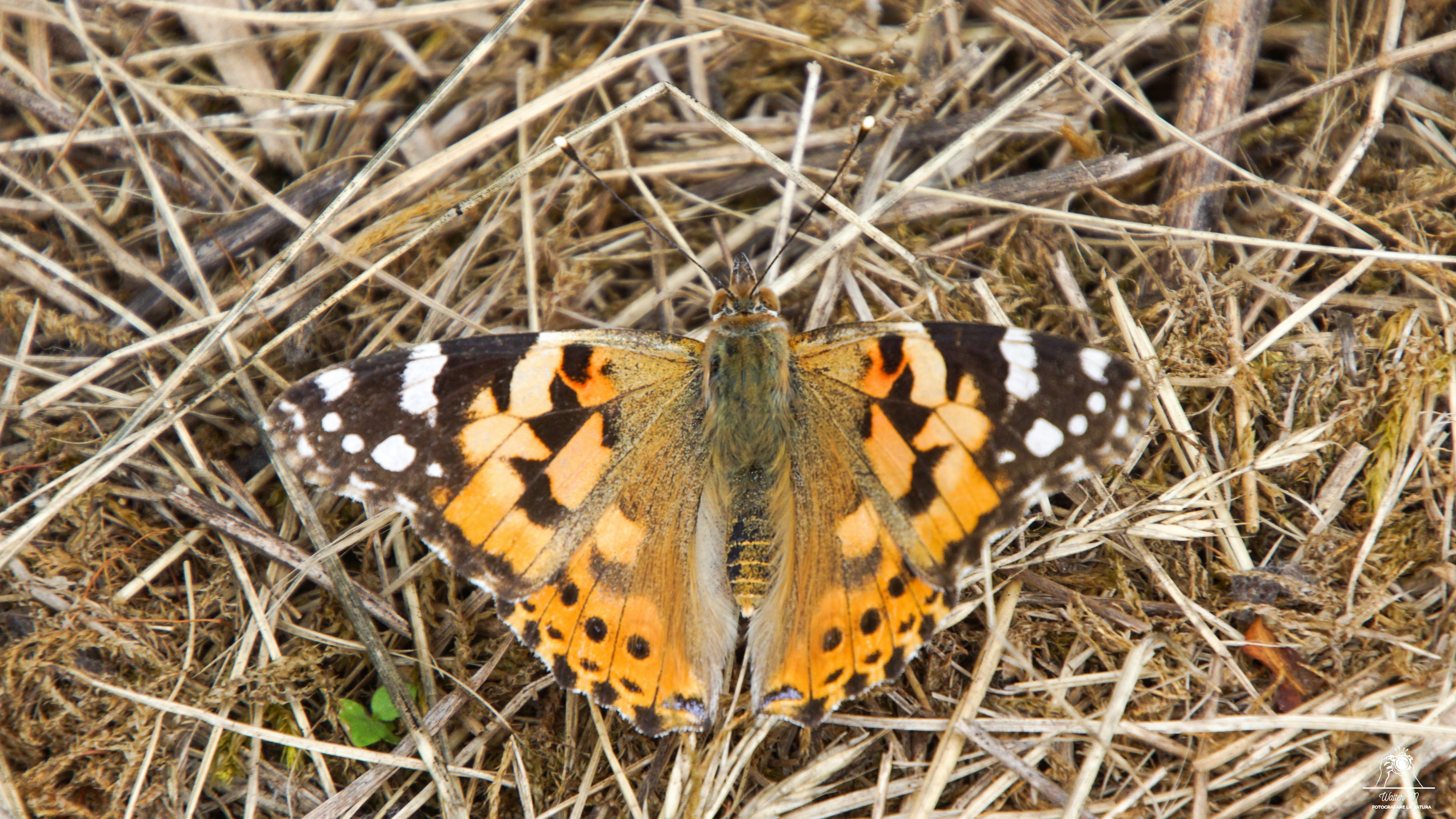 A butterfly rests on dry grass.