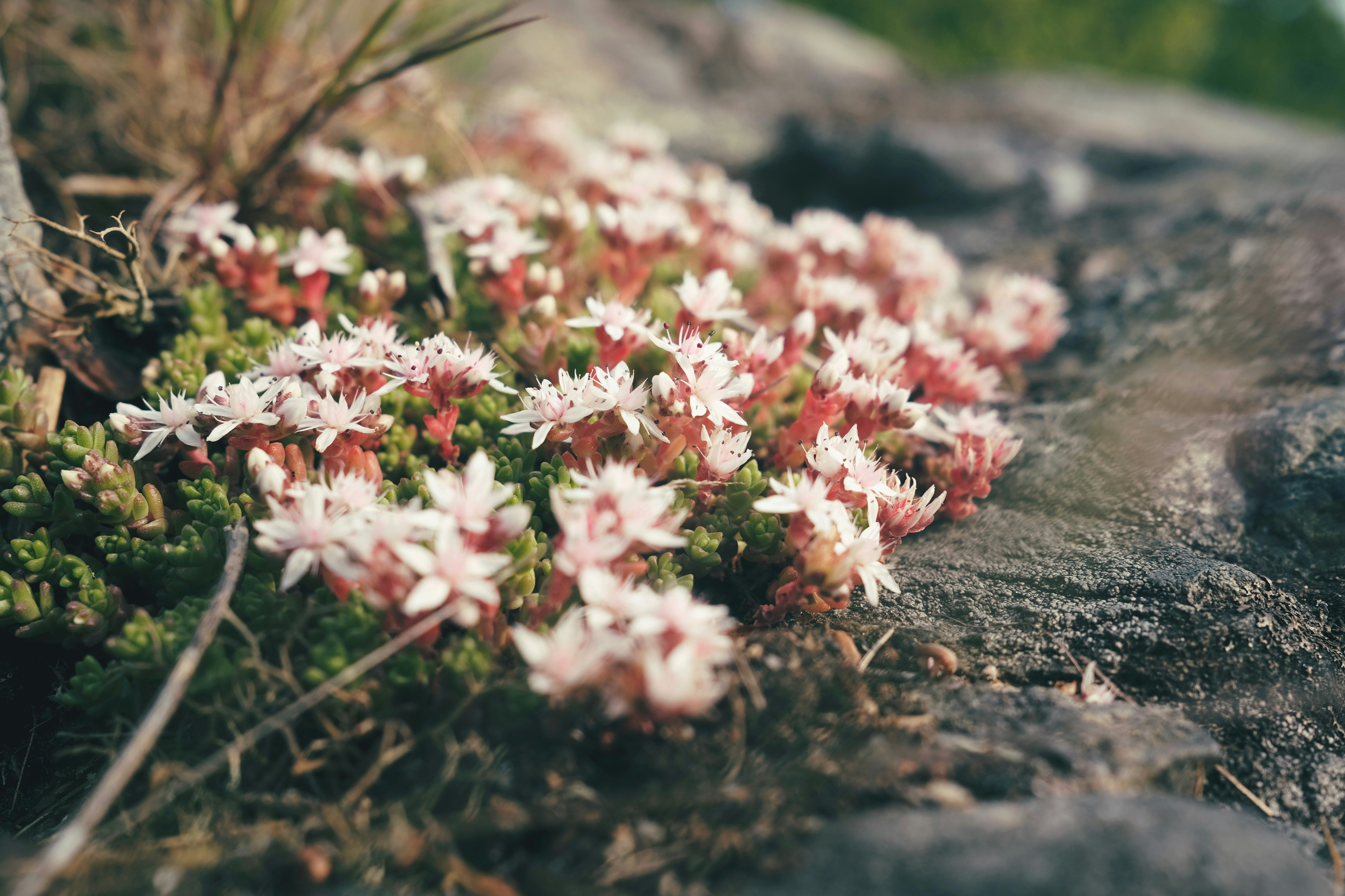 Photo by magnusjonasson