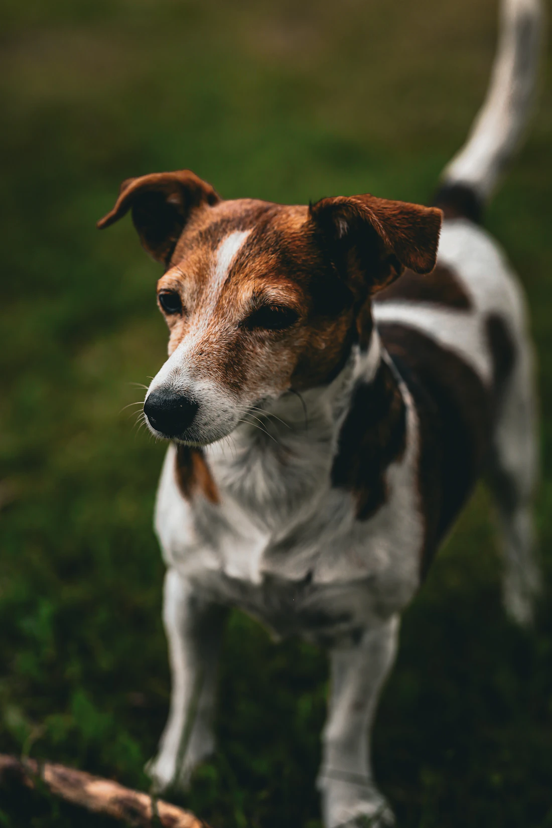 Jack Russell terrier standing in the grass