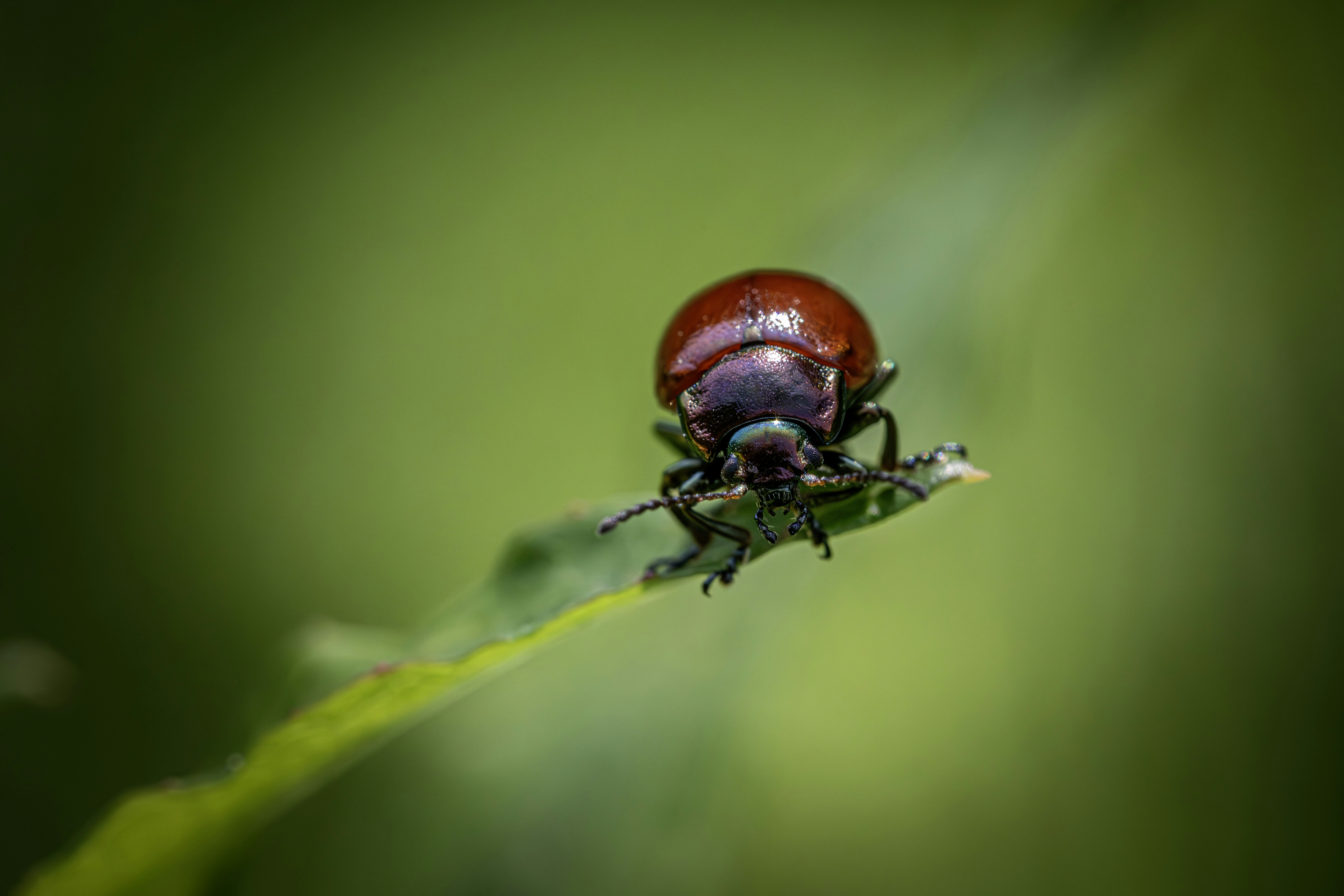 Photo by erik_karits