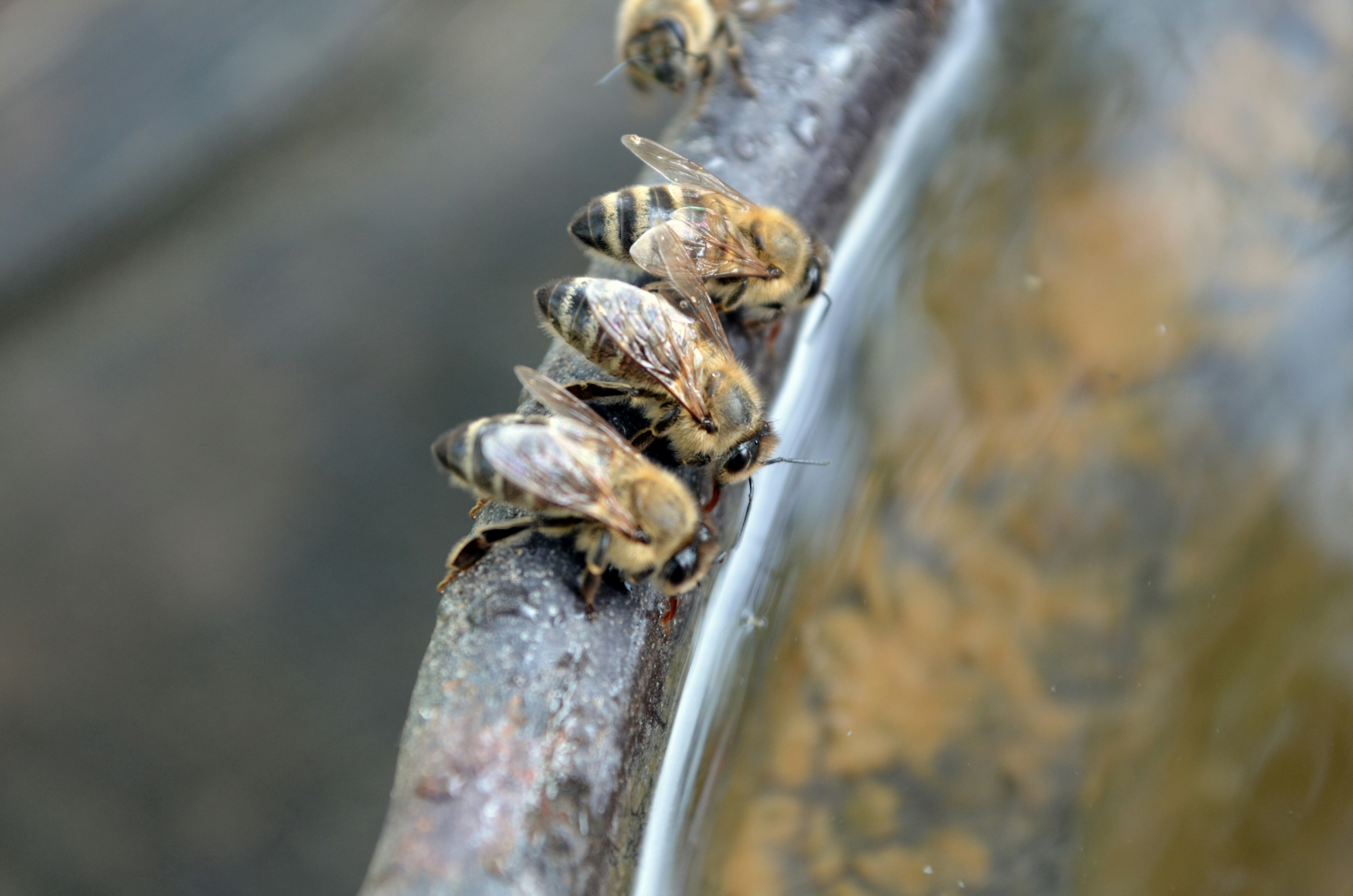 Thirsty bee