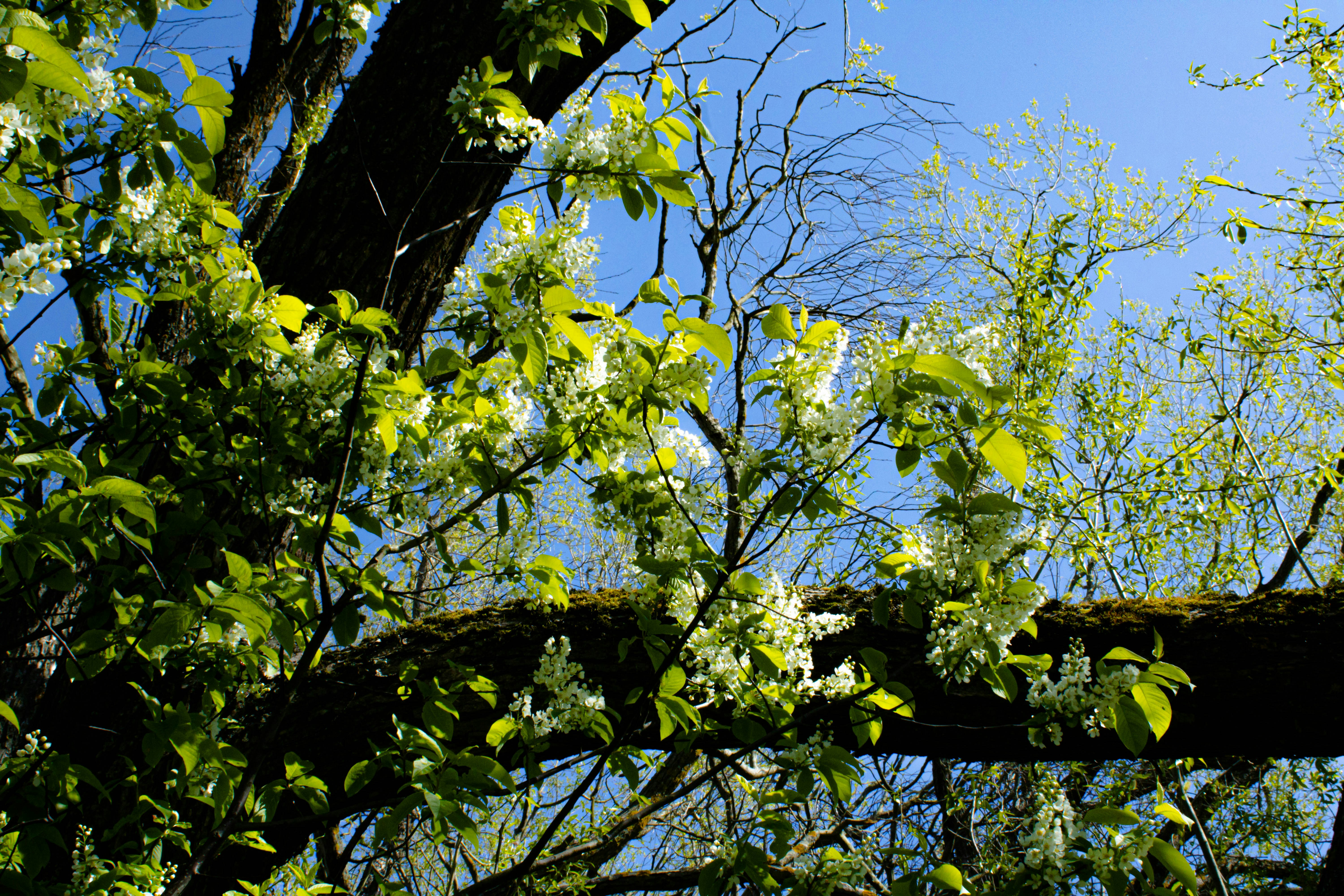 Blooming tree branches against a blue sky