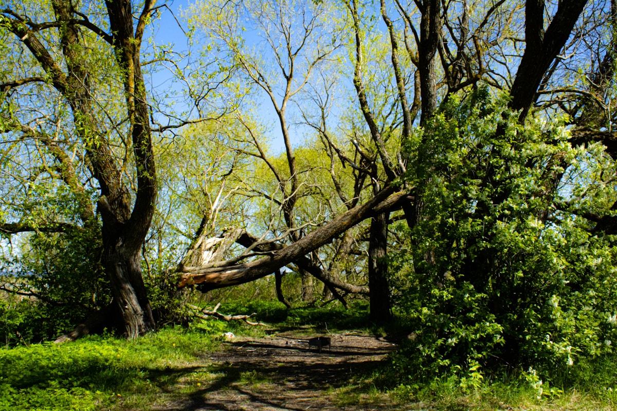 Emergency tree services image background image