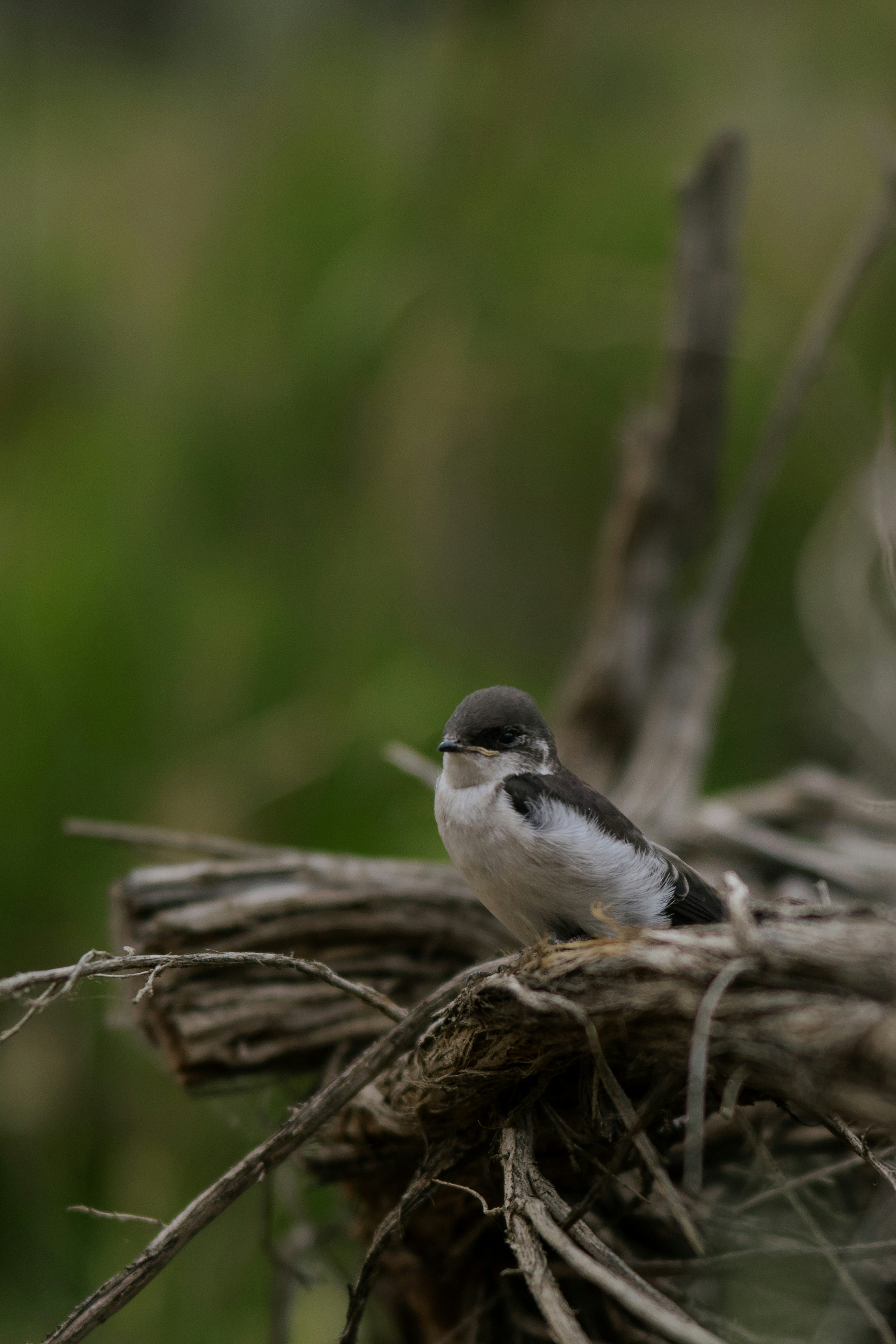 A small bird perched on a dried tree branch.