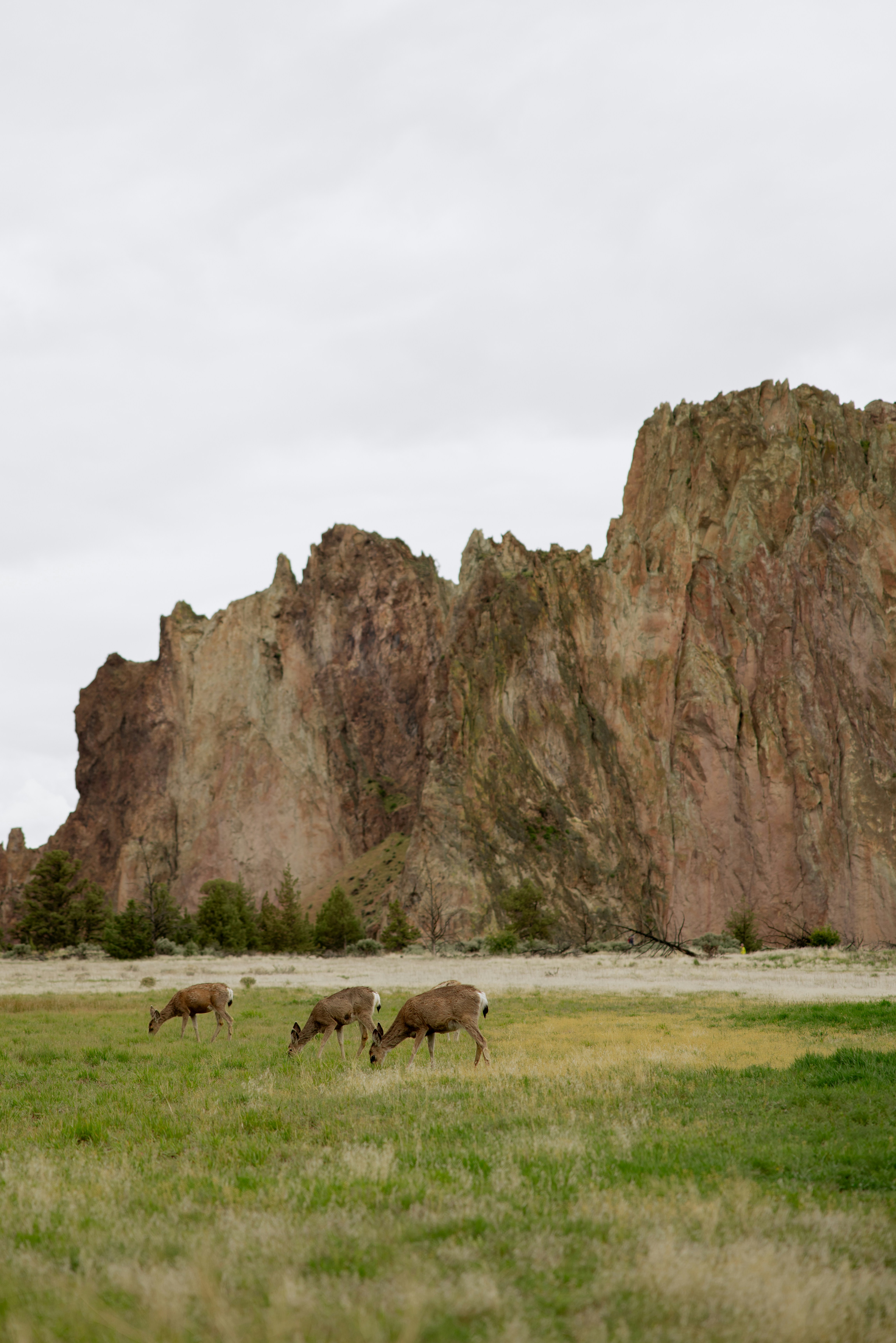 Deer graze peacefully with a rugged cliff in the background.