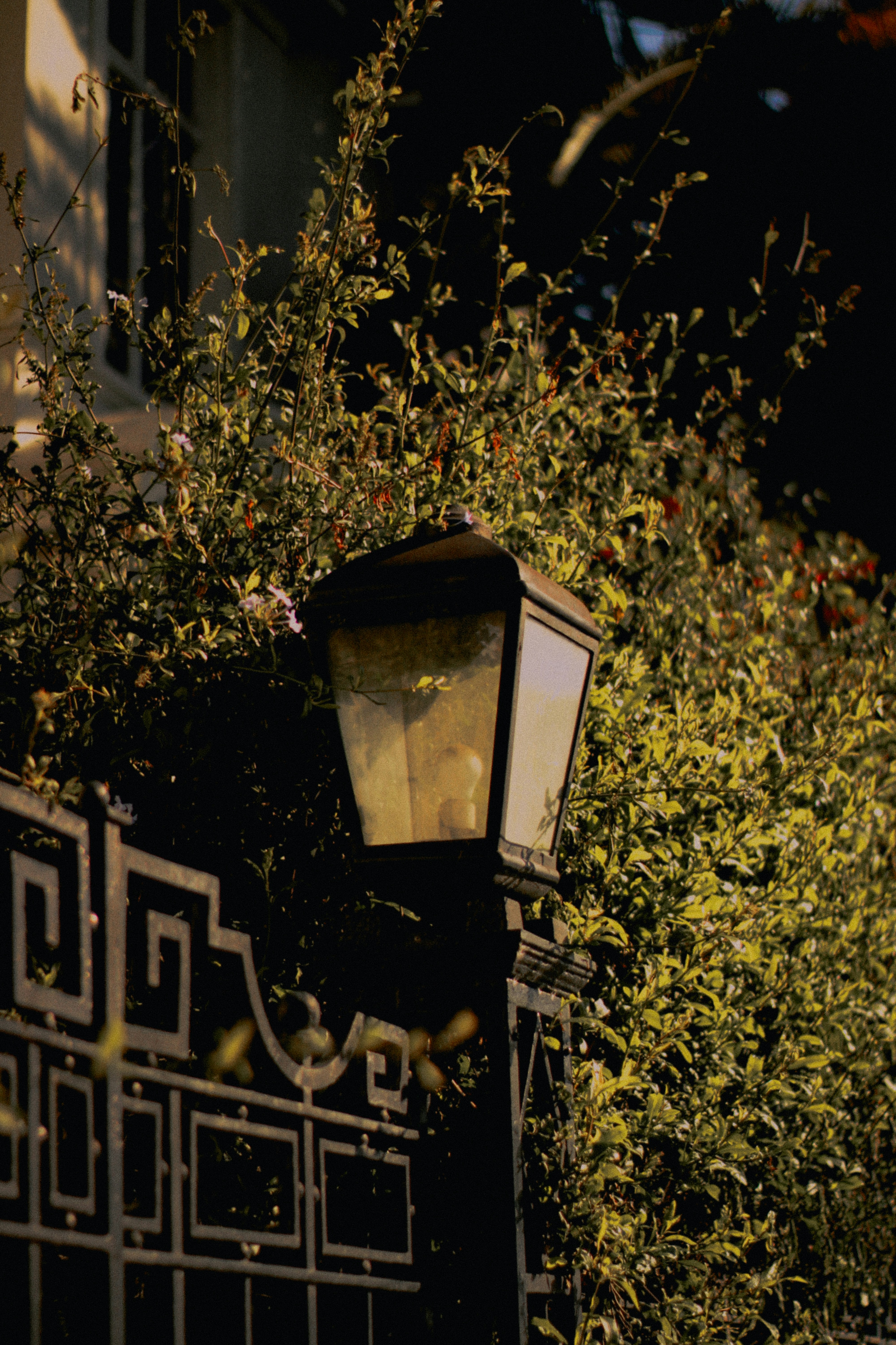 An old lantern illuminates a leafy gate.