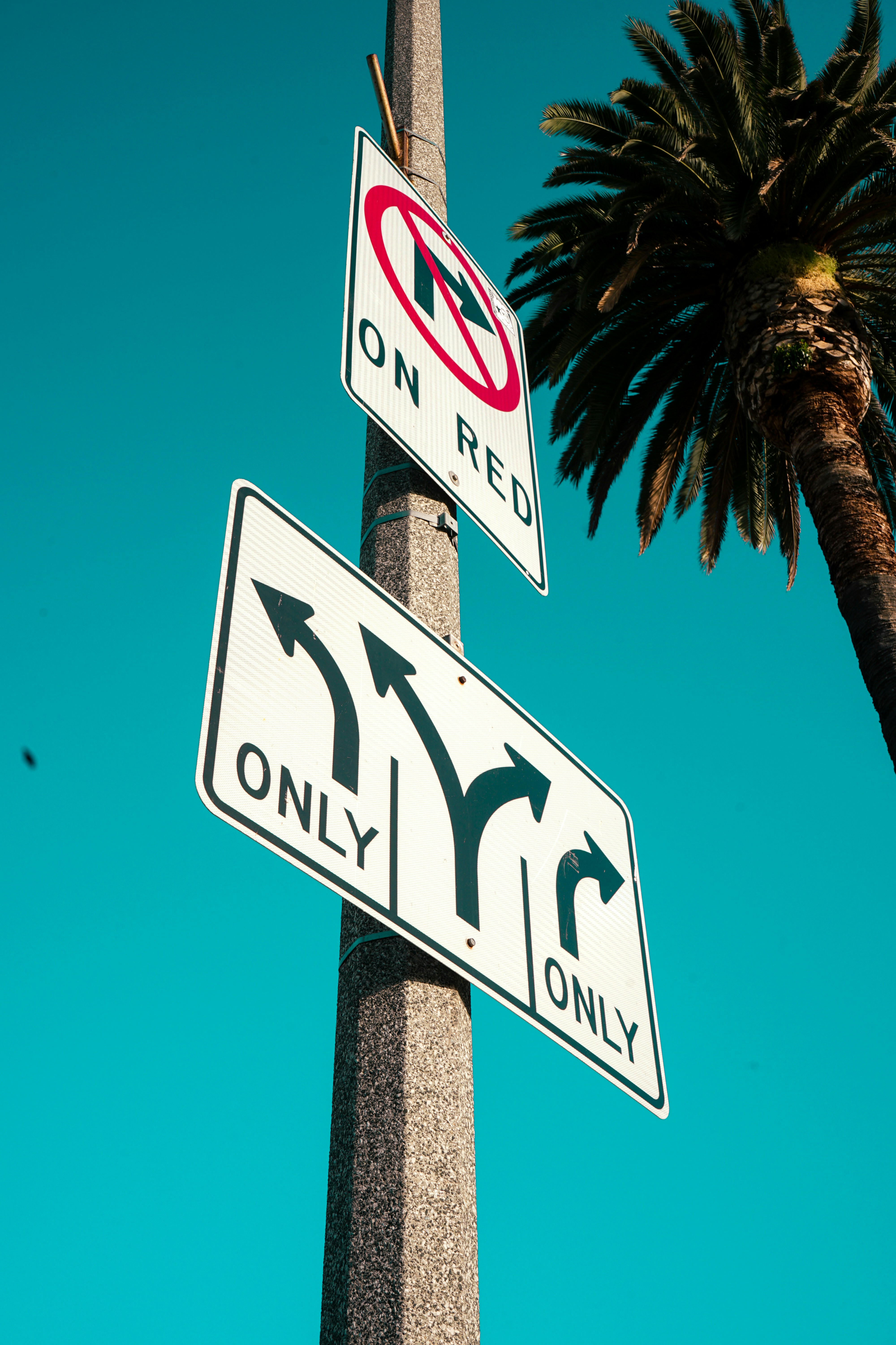 Traffic signs are near a palm tree.