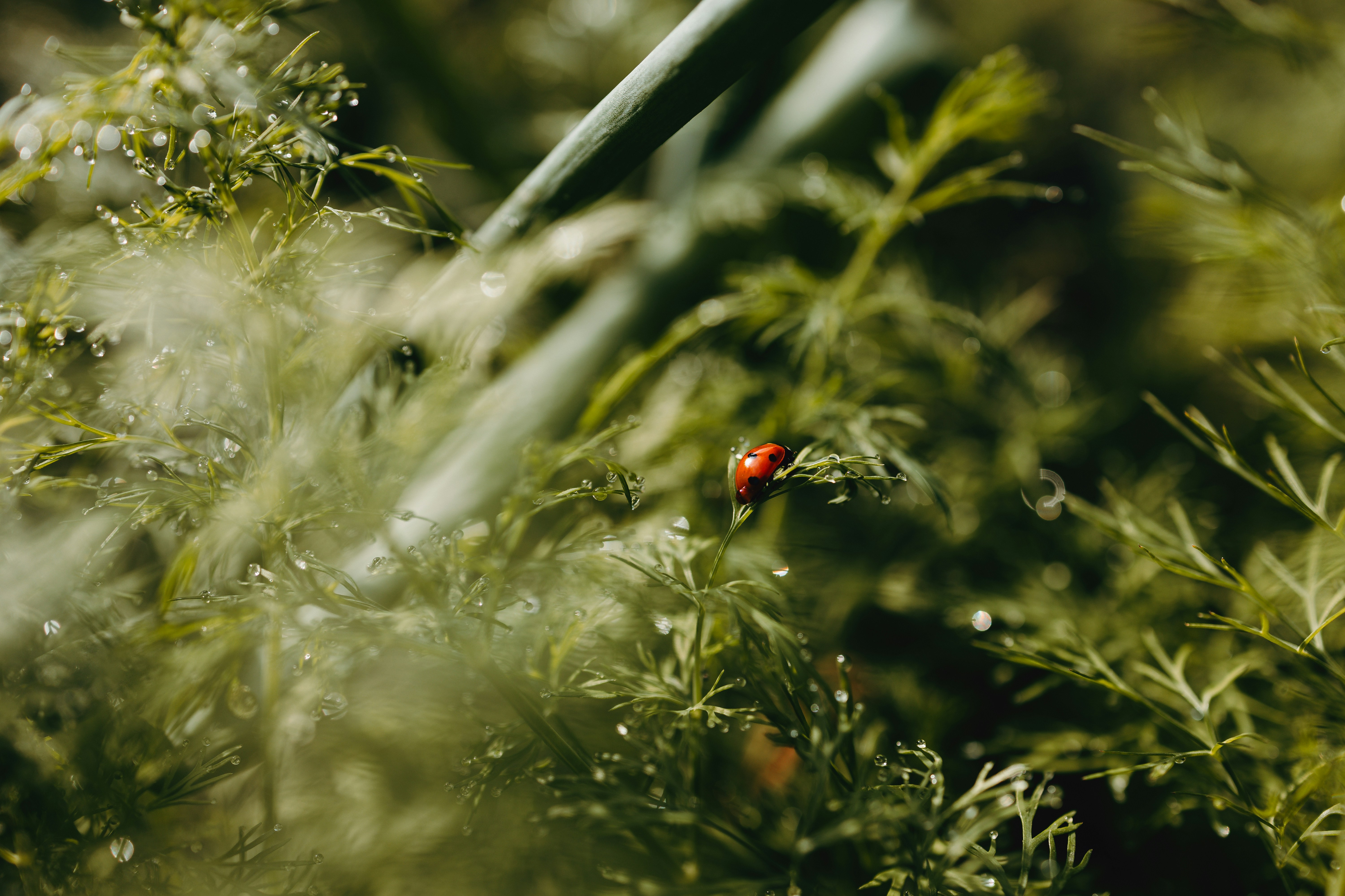 morning vegetable garden light dew