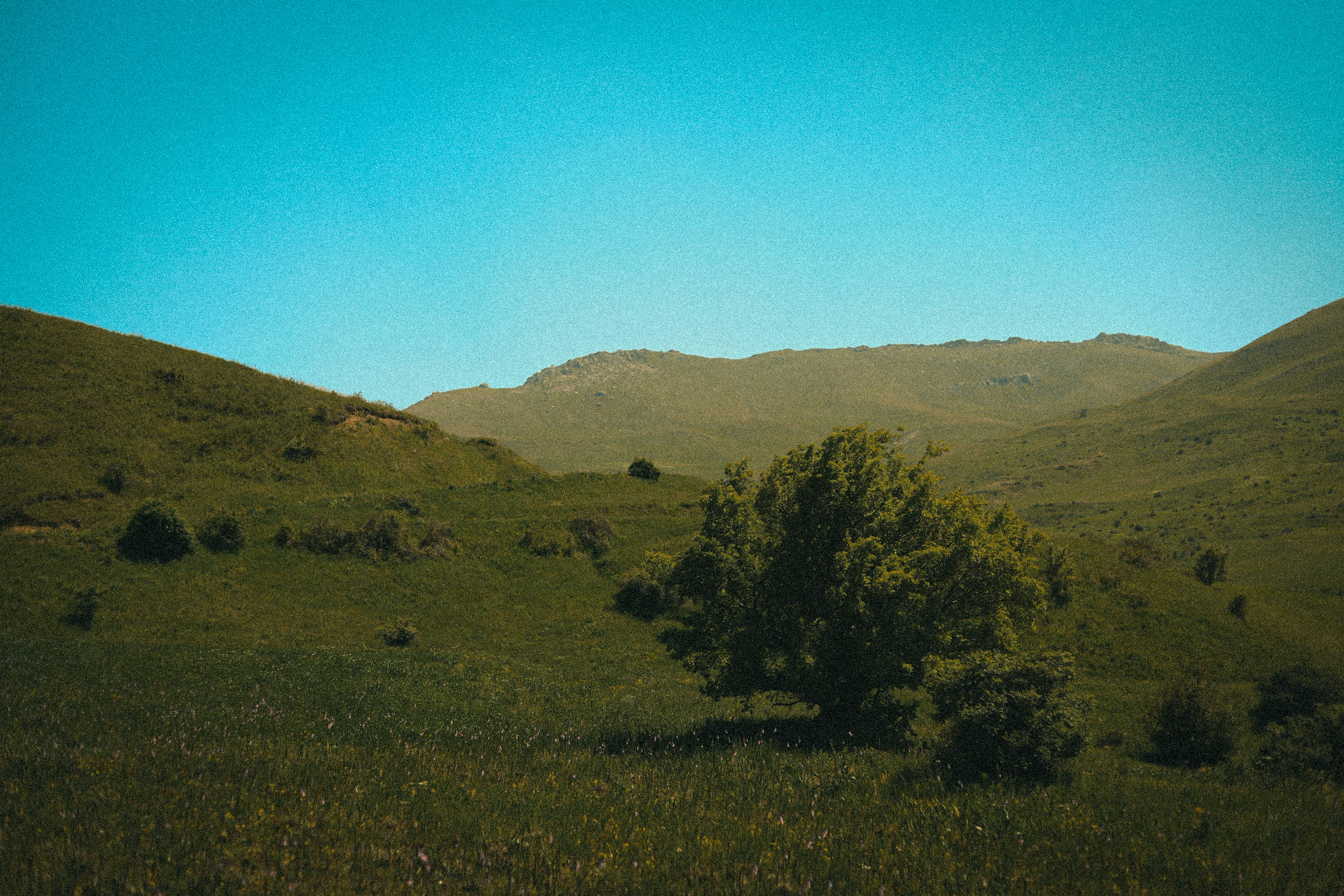 Tamara Hovsepyan tamian photography Unsplash Photo Community