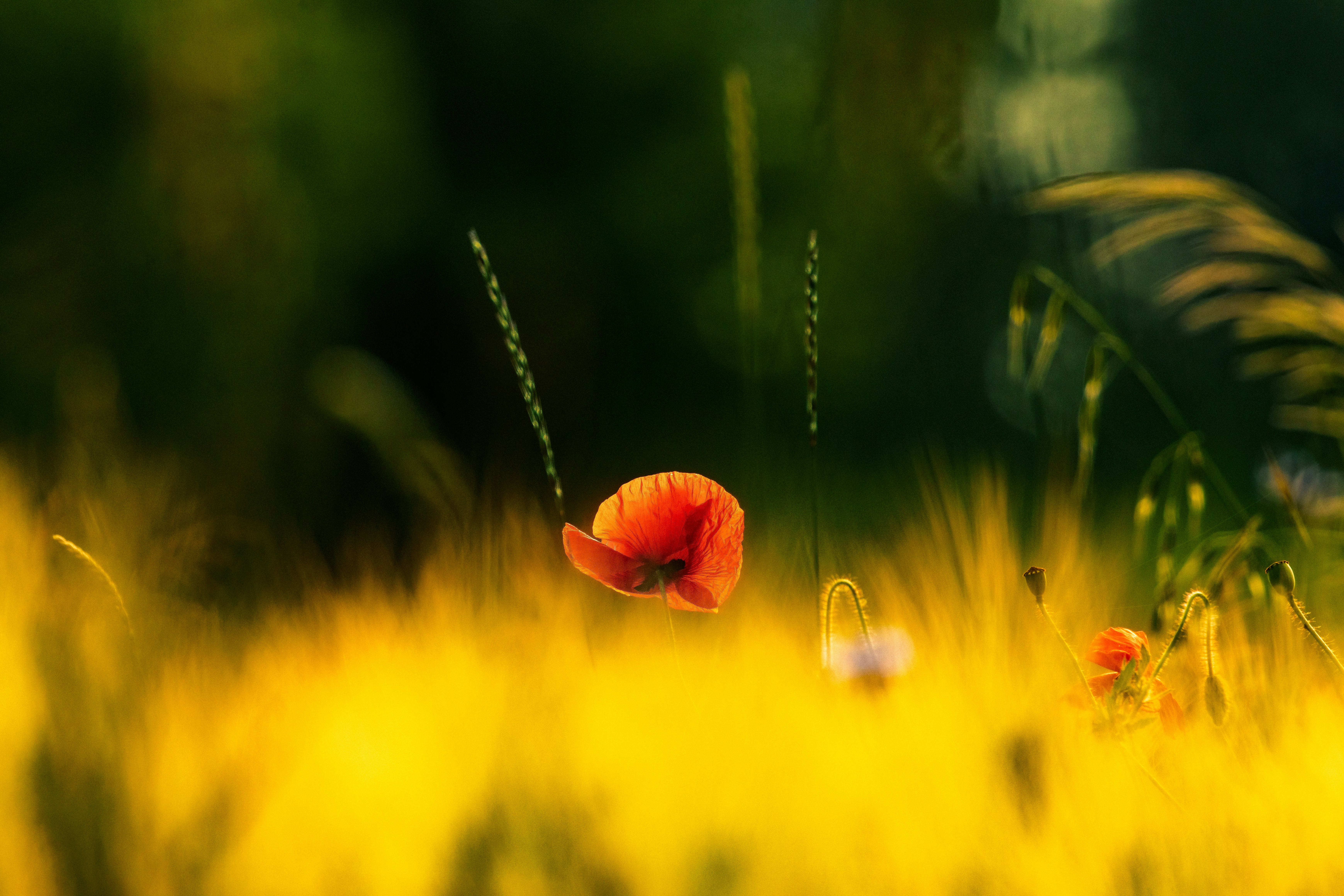 Red poppy flower stands alone in a bright field.