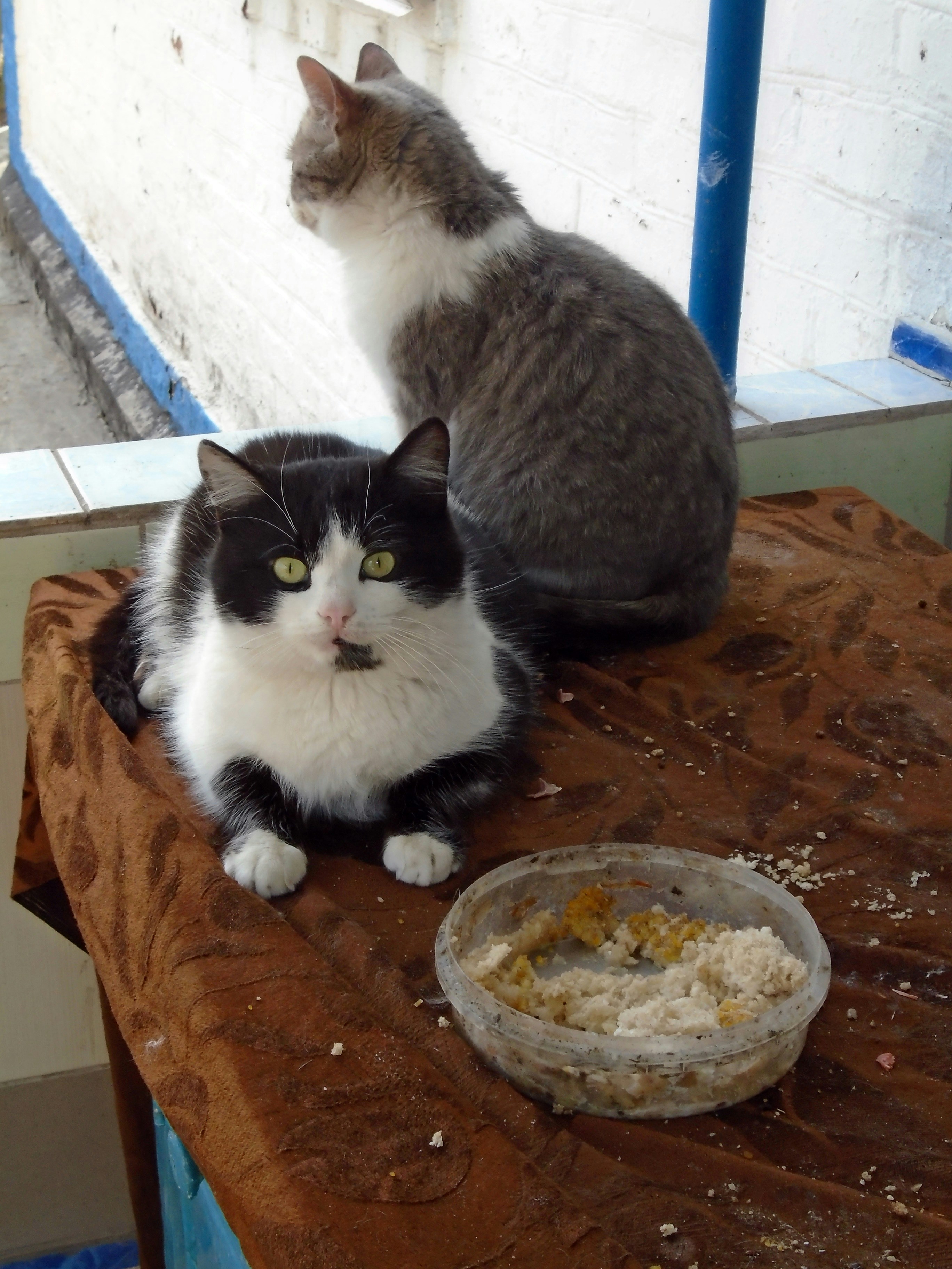 Two cats relax near a food bowl.
