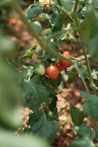 Tomatoes growing on the vine in a garden.
