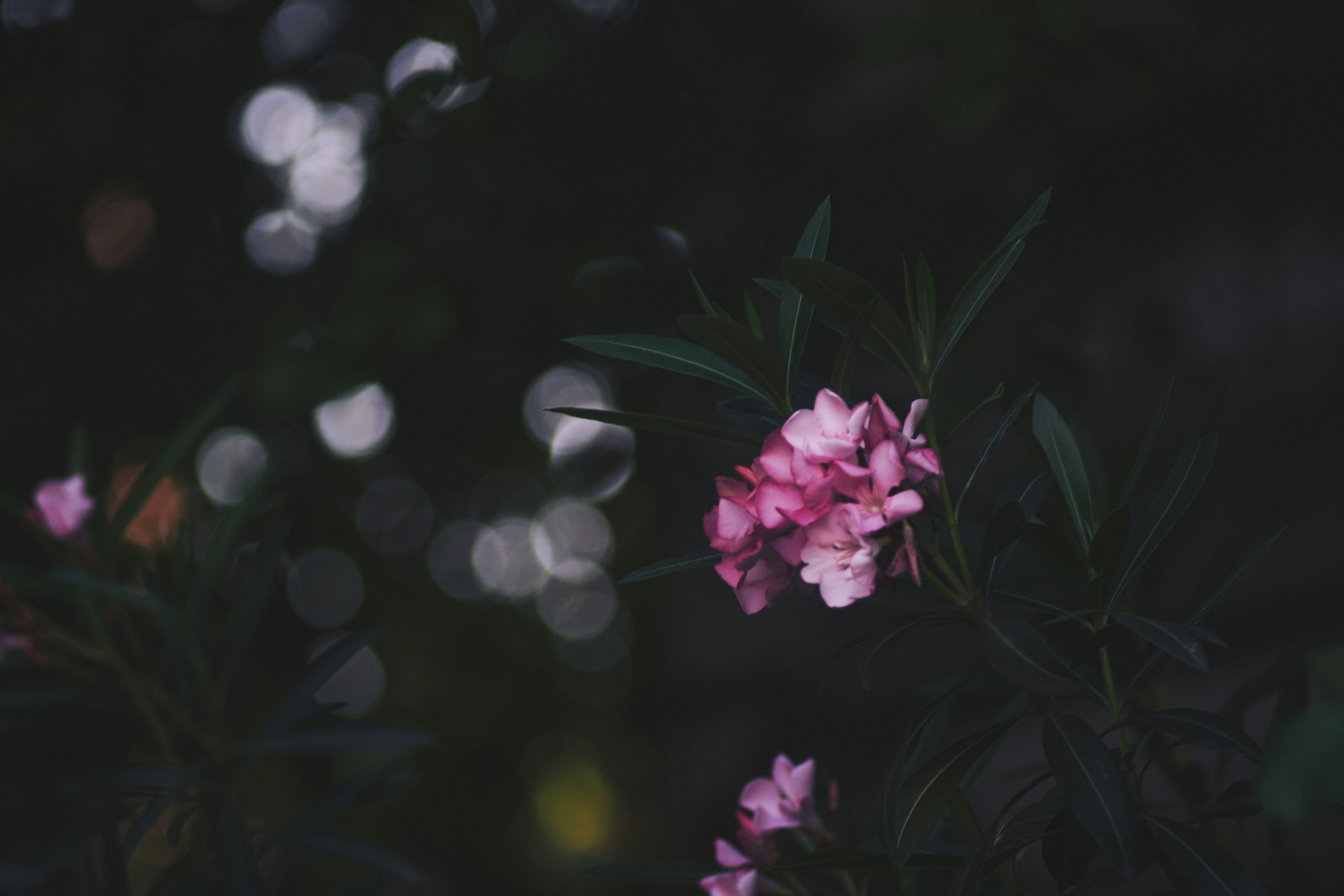 Photo by mikhailrepin