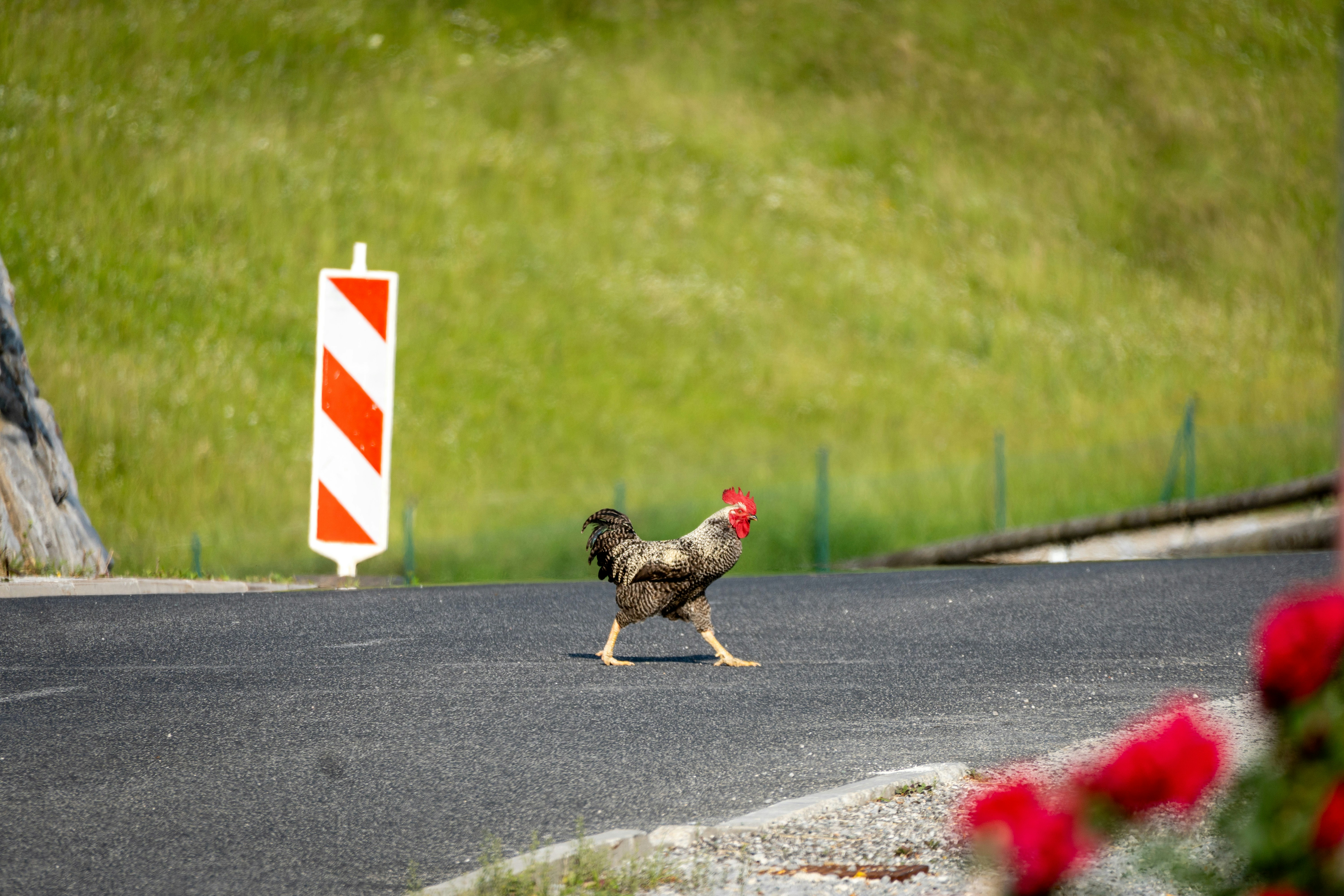 Tracking Your Dog’s Activity Can Improve Rest Quality