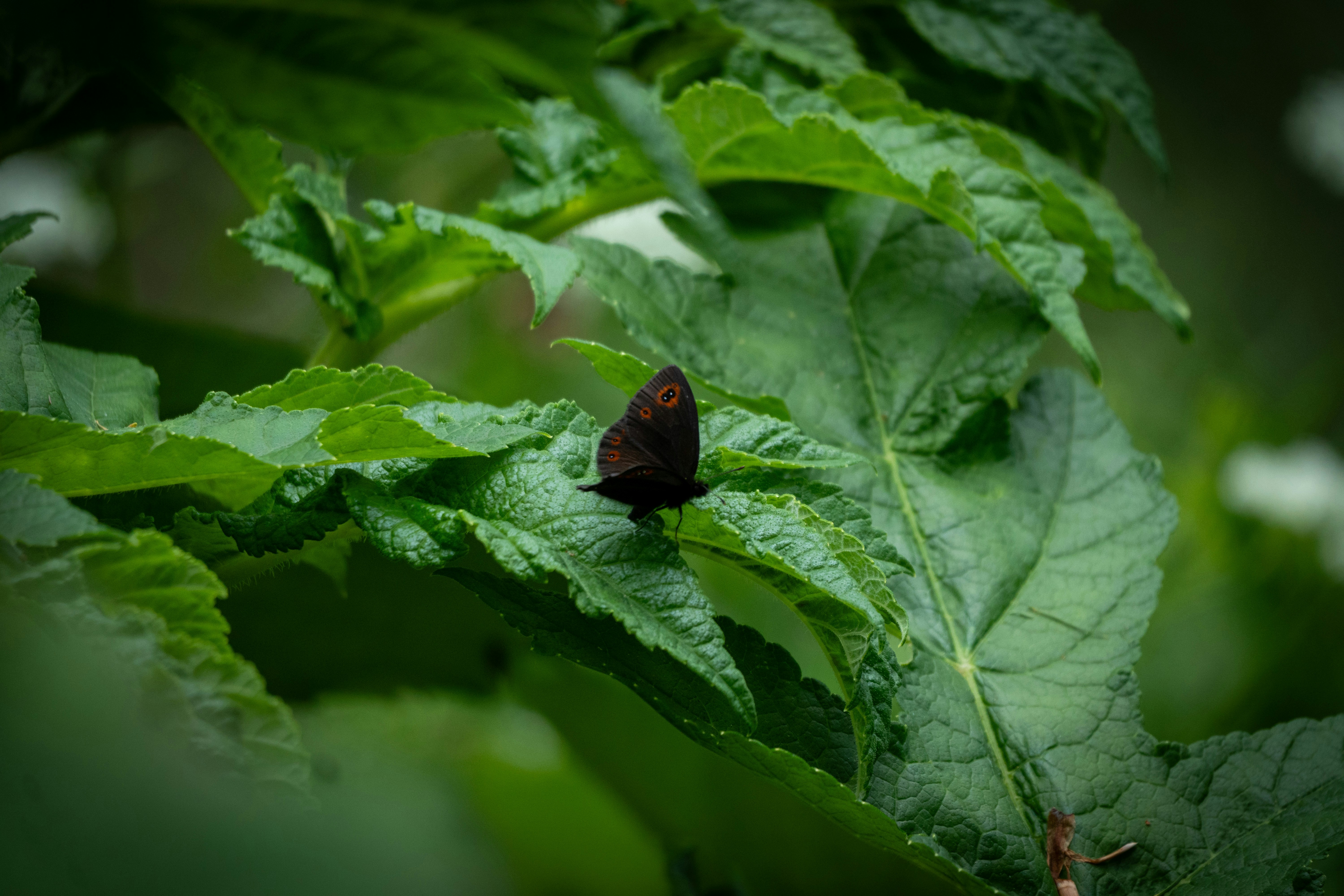 Photo by vzickner