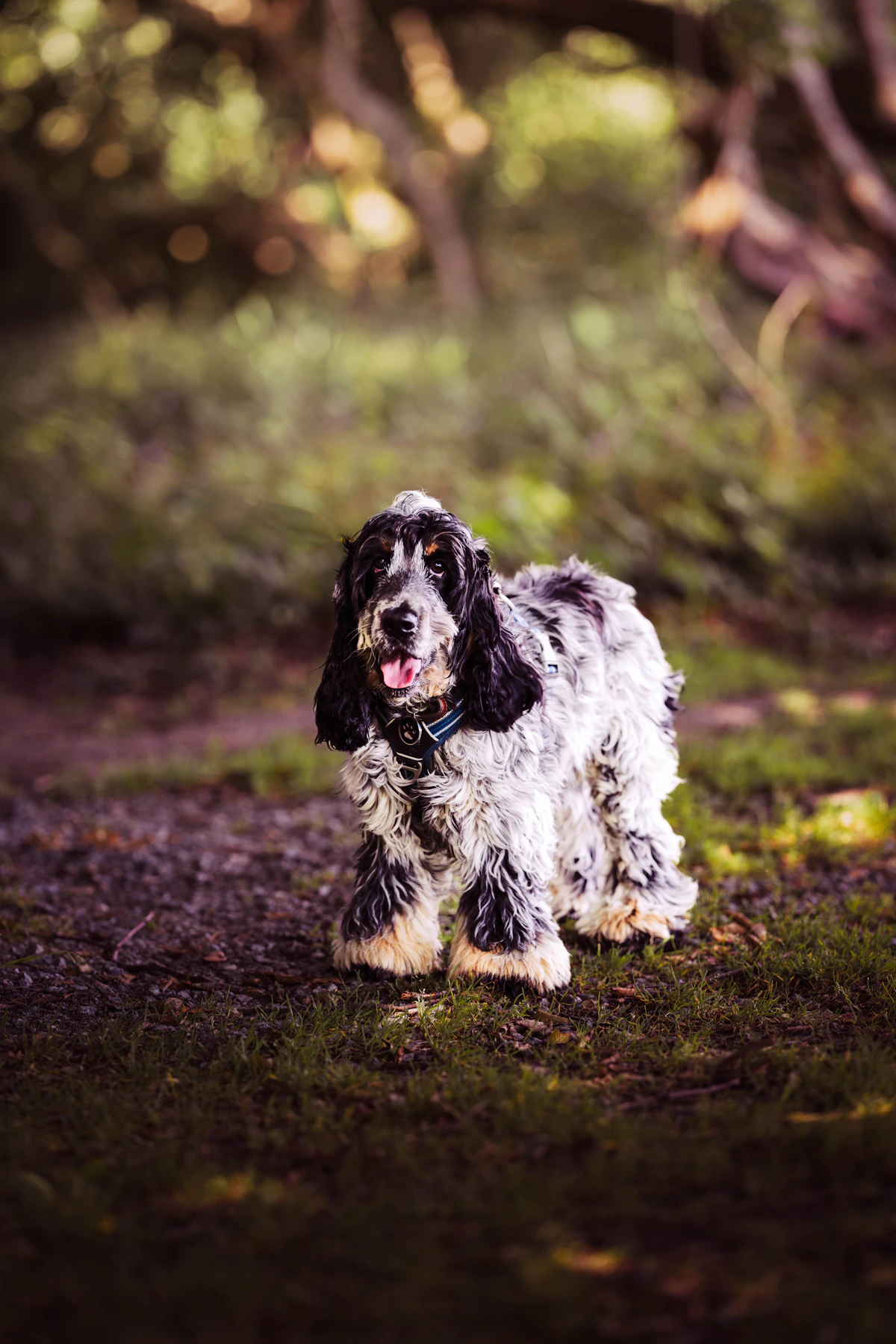 Cocker spaniel de pelo ondulado y orejas largas de pie en el pasto