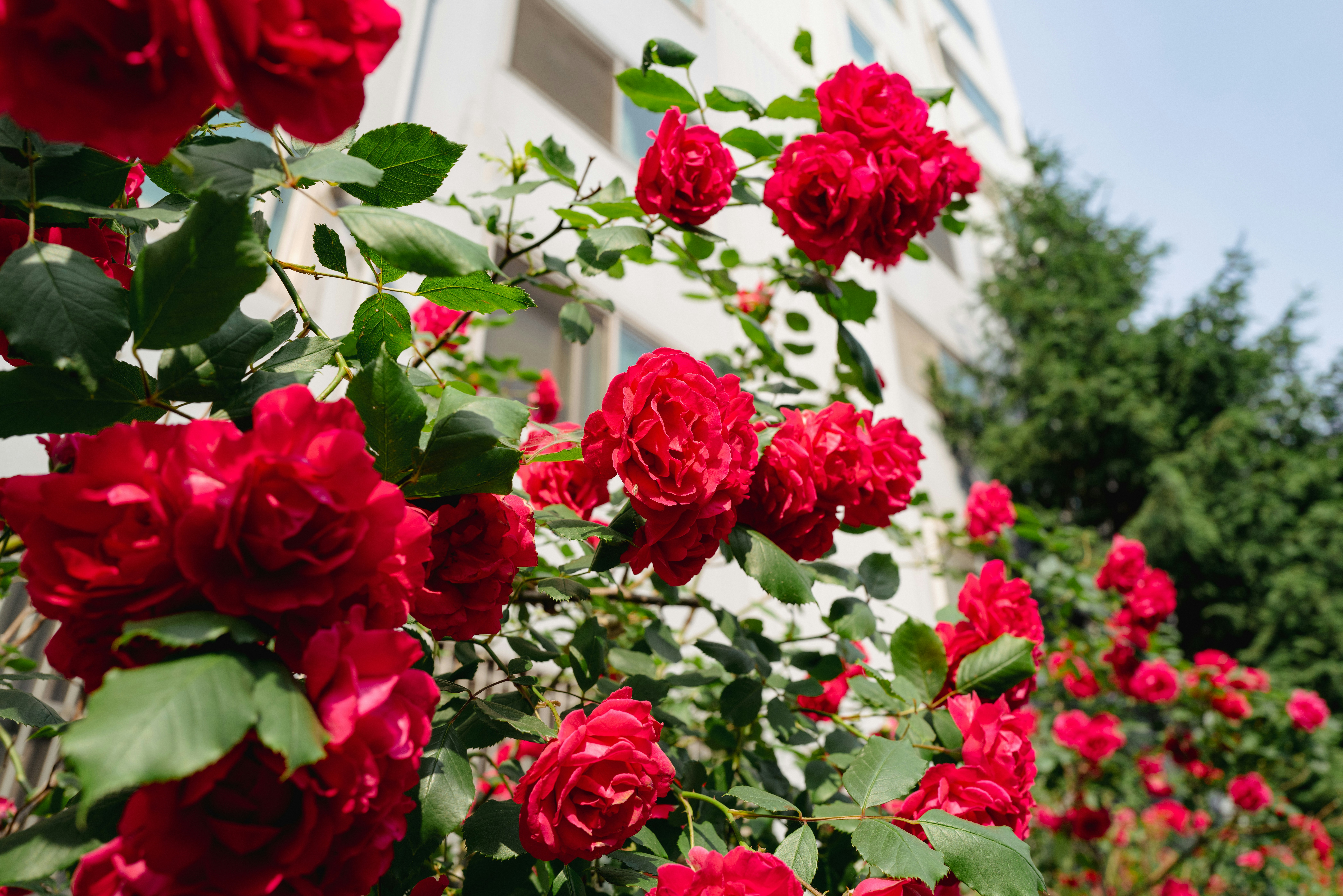 Red roses bloom in front of a building. photo – Free Flowers Image on ...